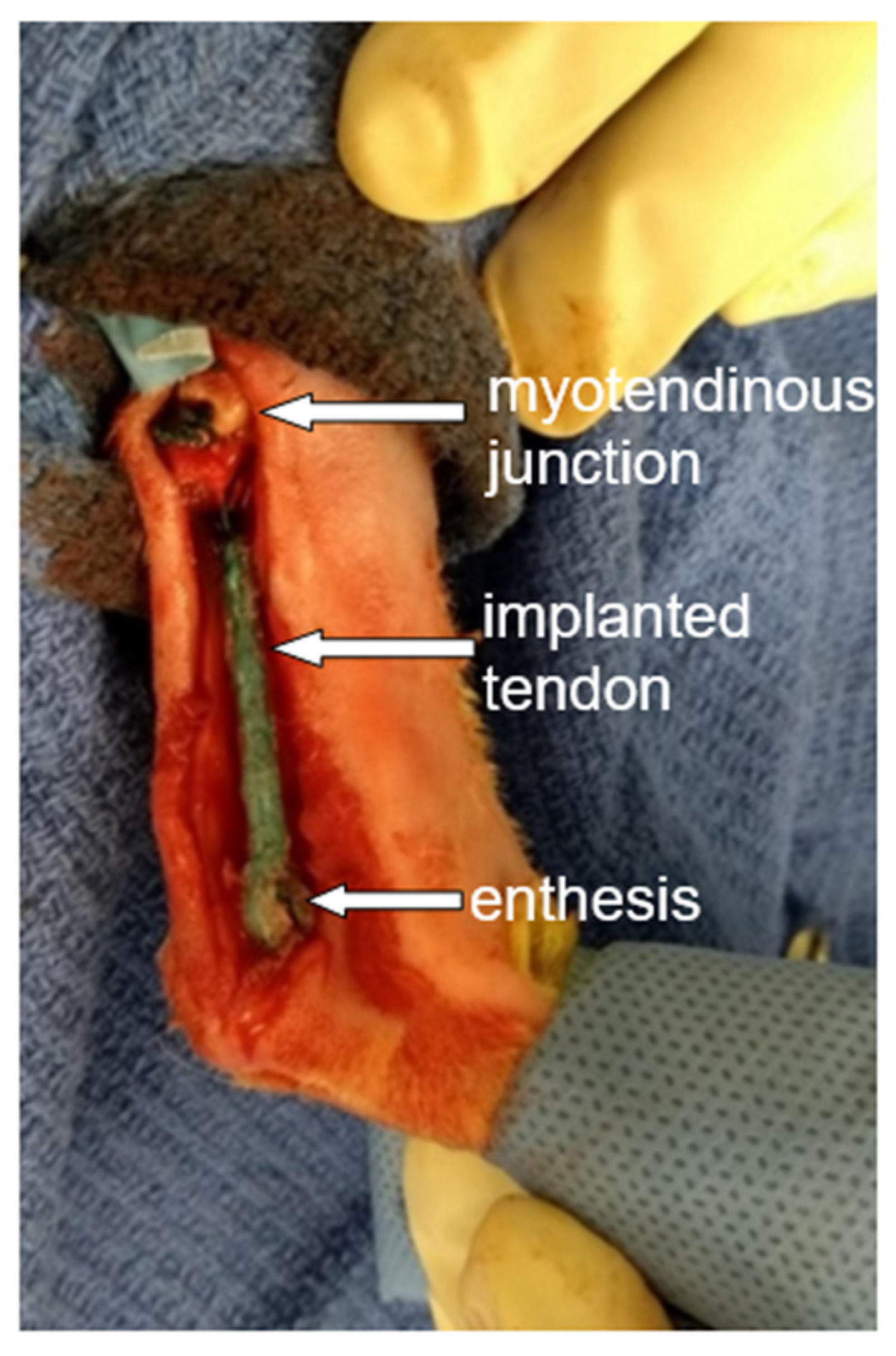 Biomechanics 05 00047 g002