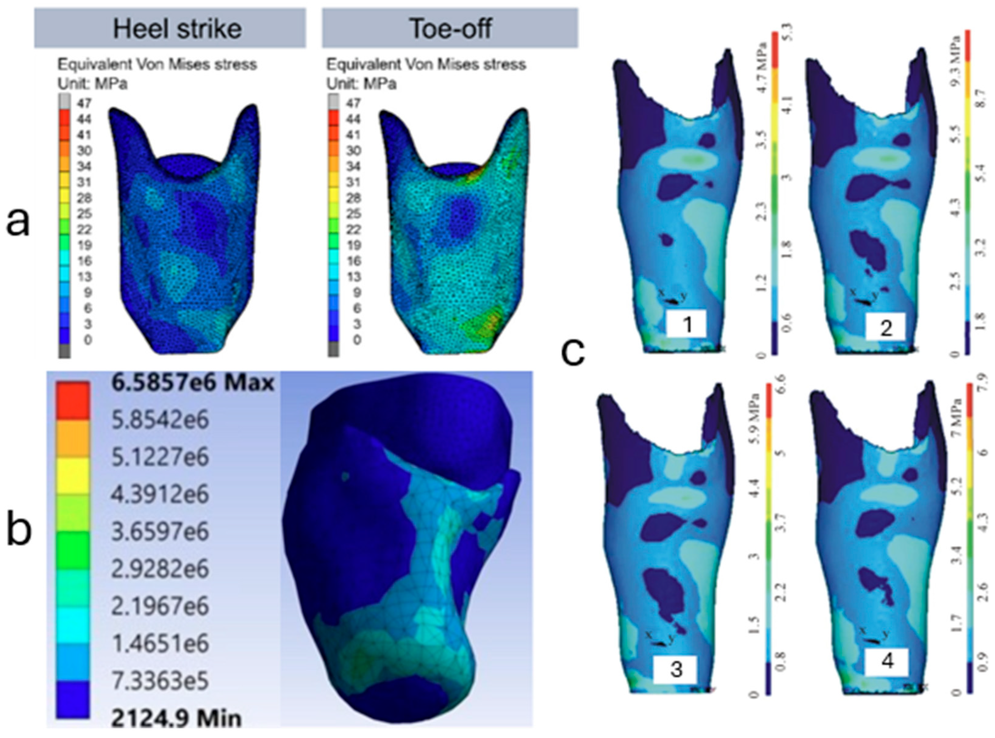 Biomechanics 05 00064 g006