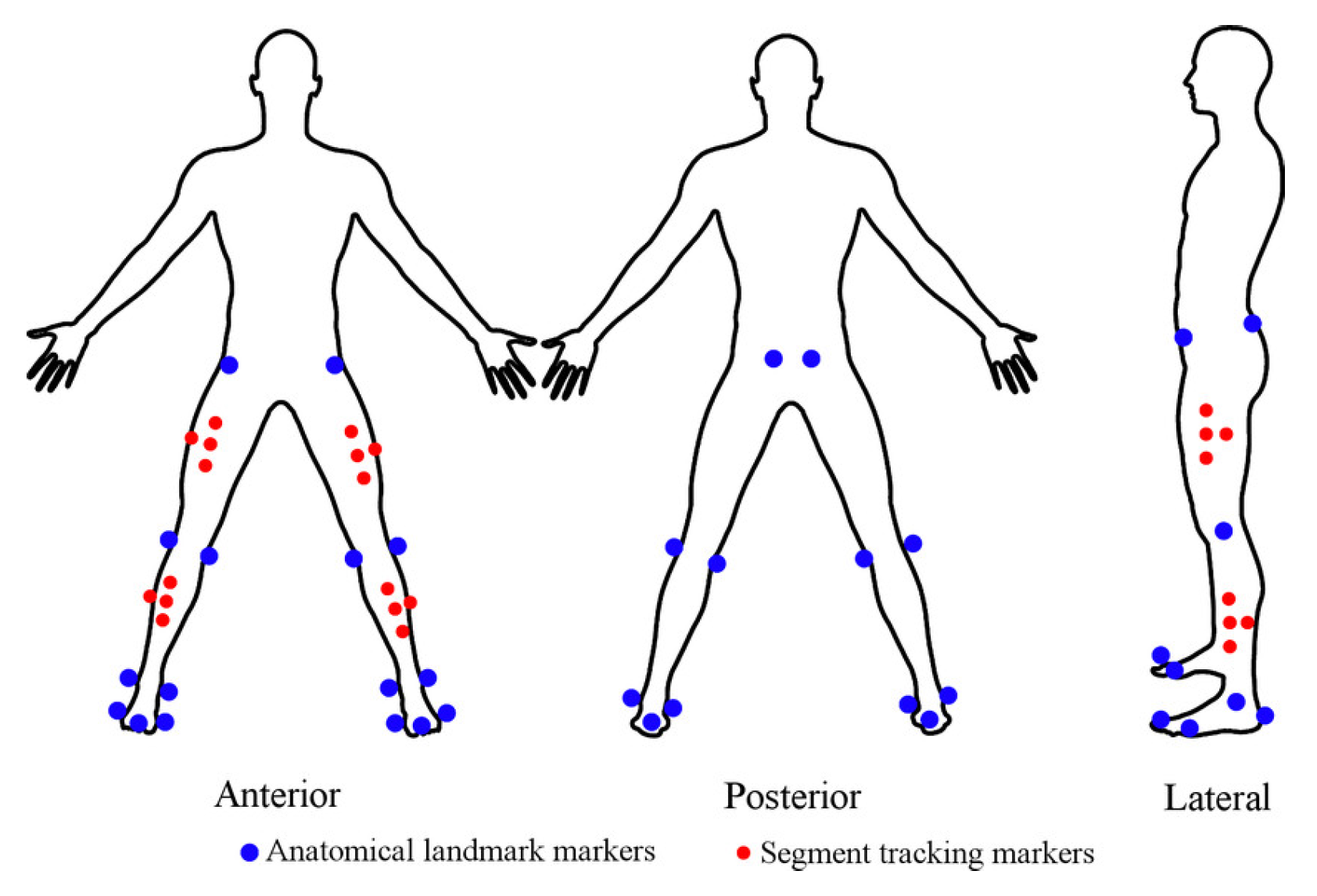 Biomechanics 05 00081 g002
