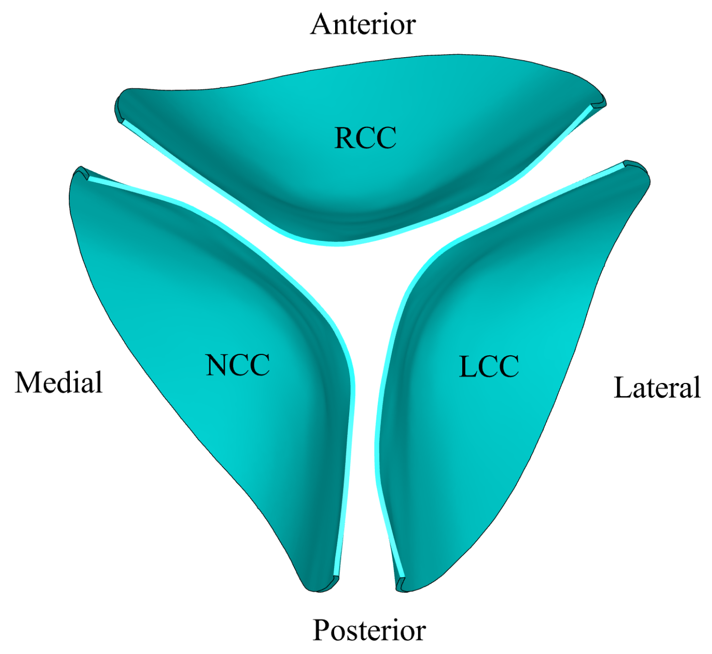 Biomechanics 05 00099 g004
