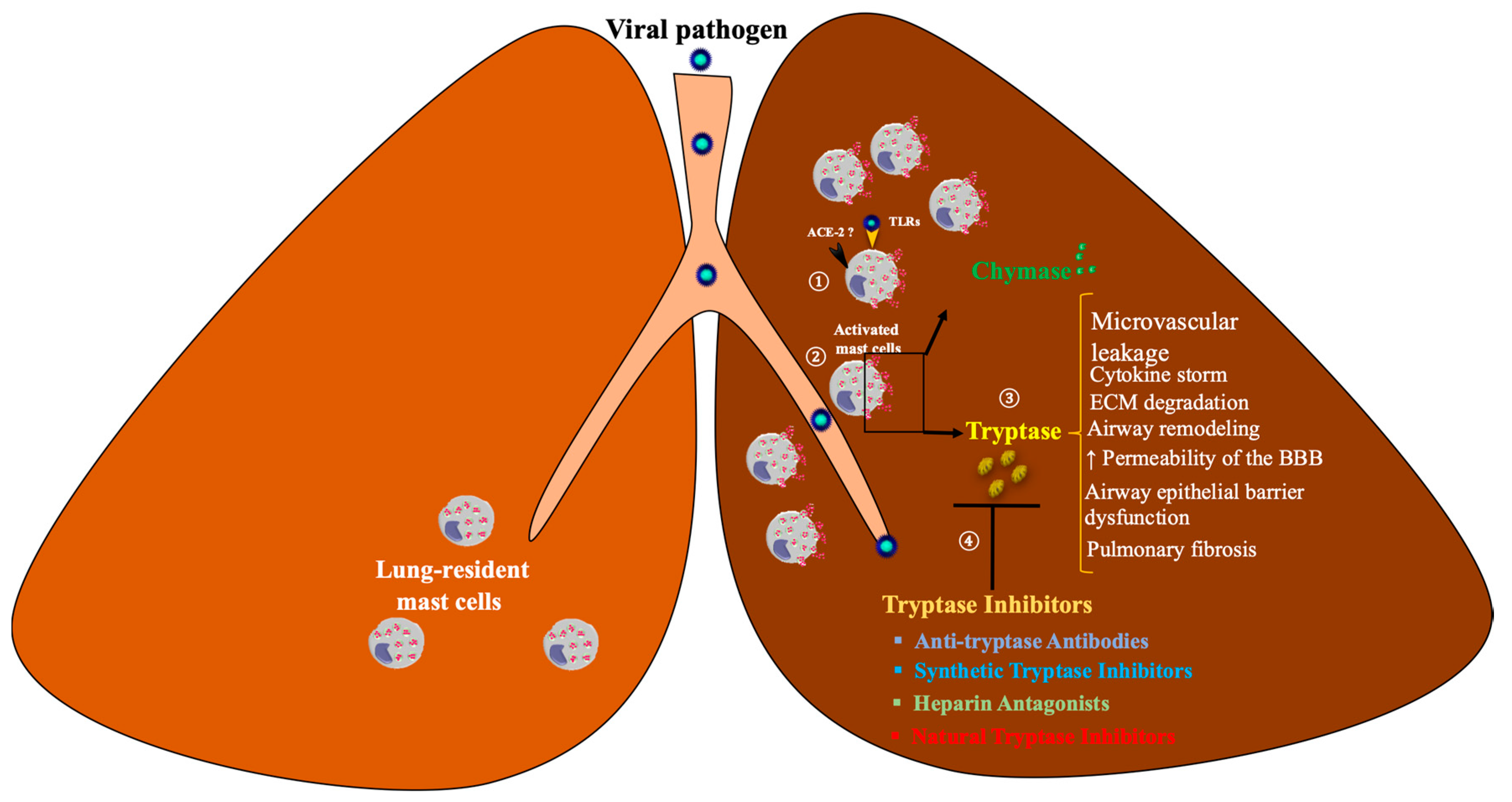 Biomed 01 00013 g001