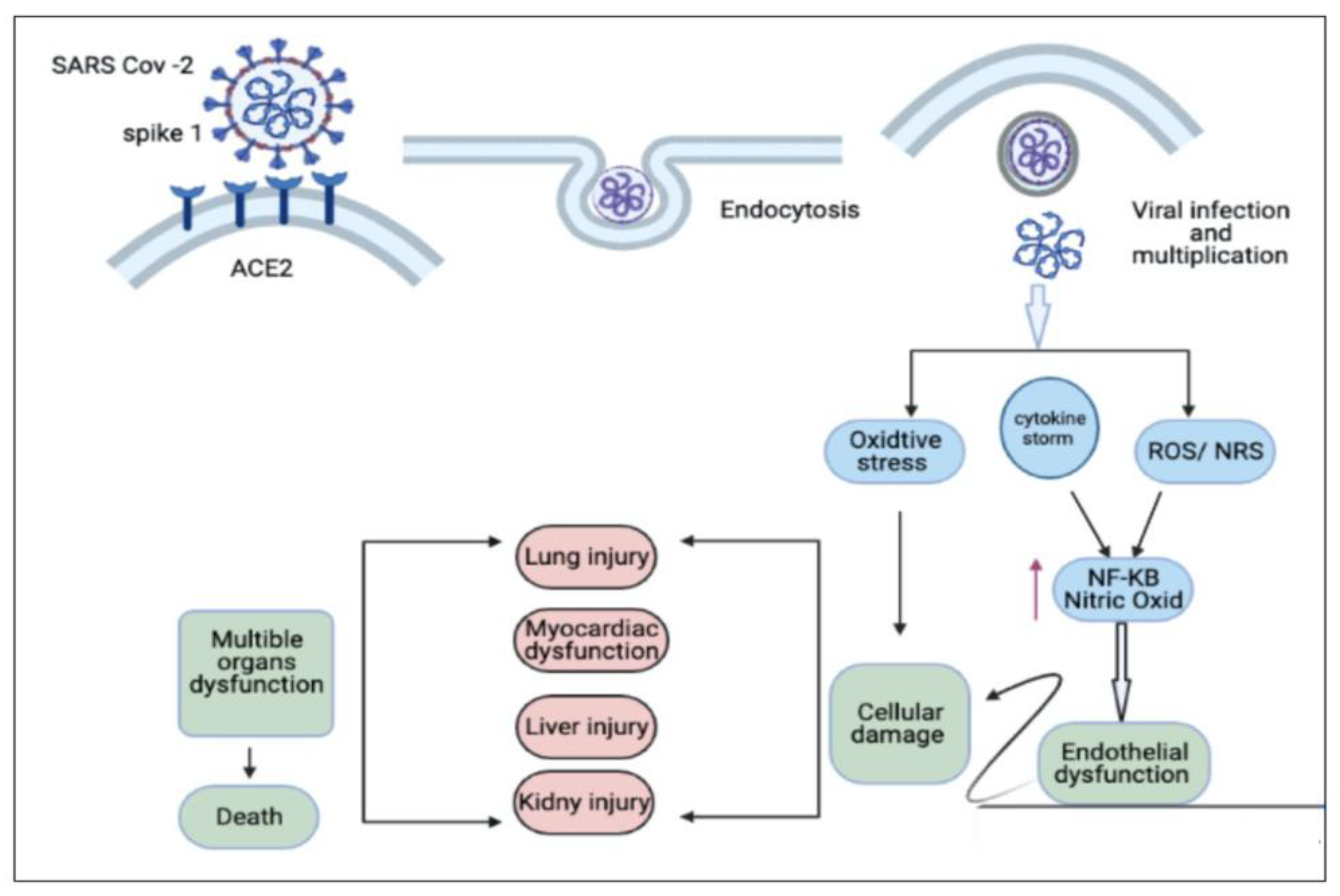 Biomed 03 00005 g001 Biomed 03 00005 g001