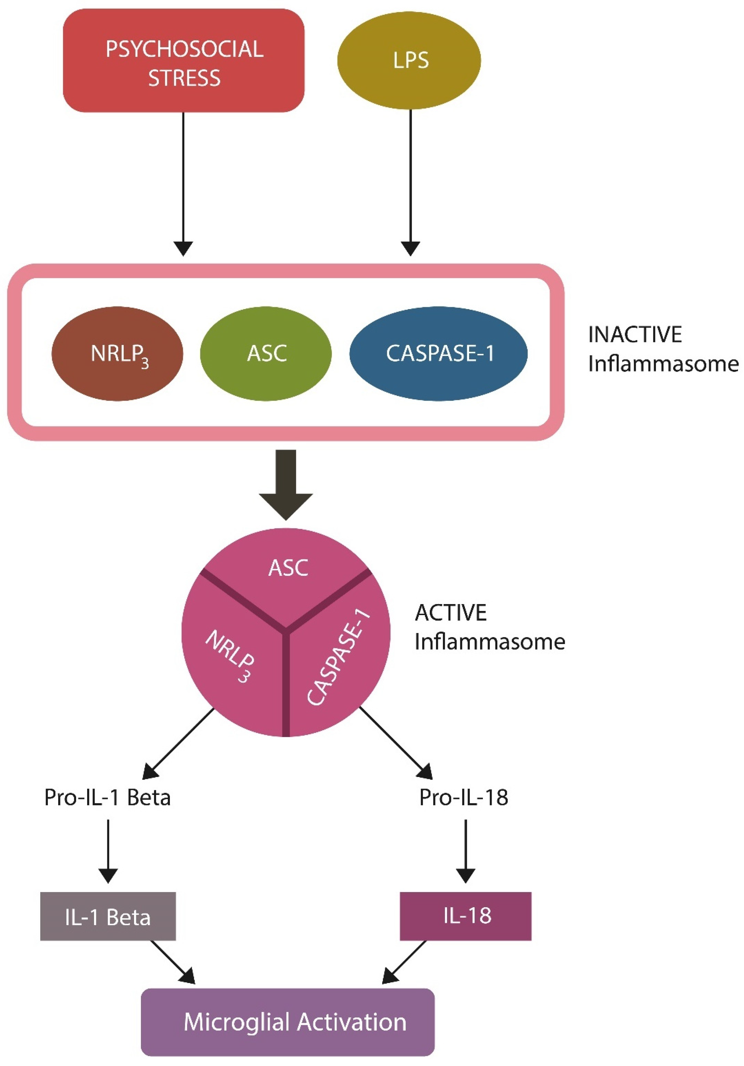 Biomed 03 00039 g005