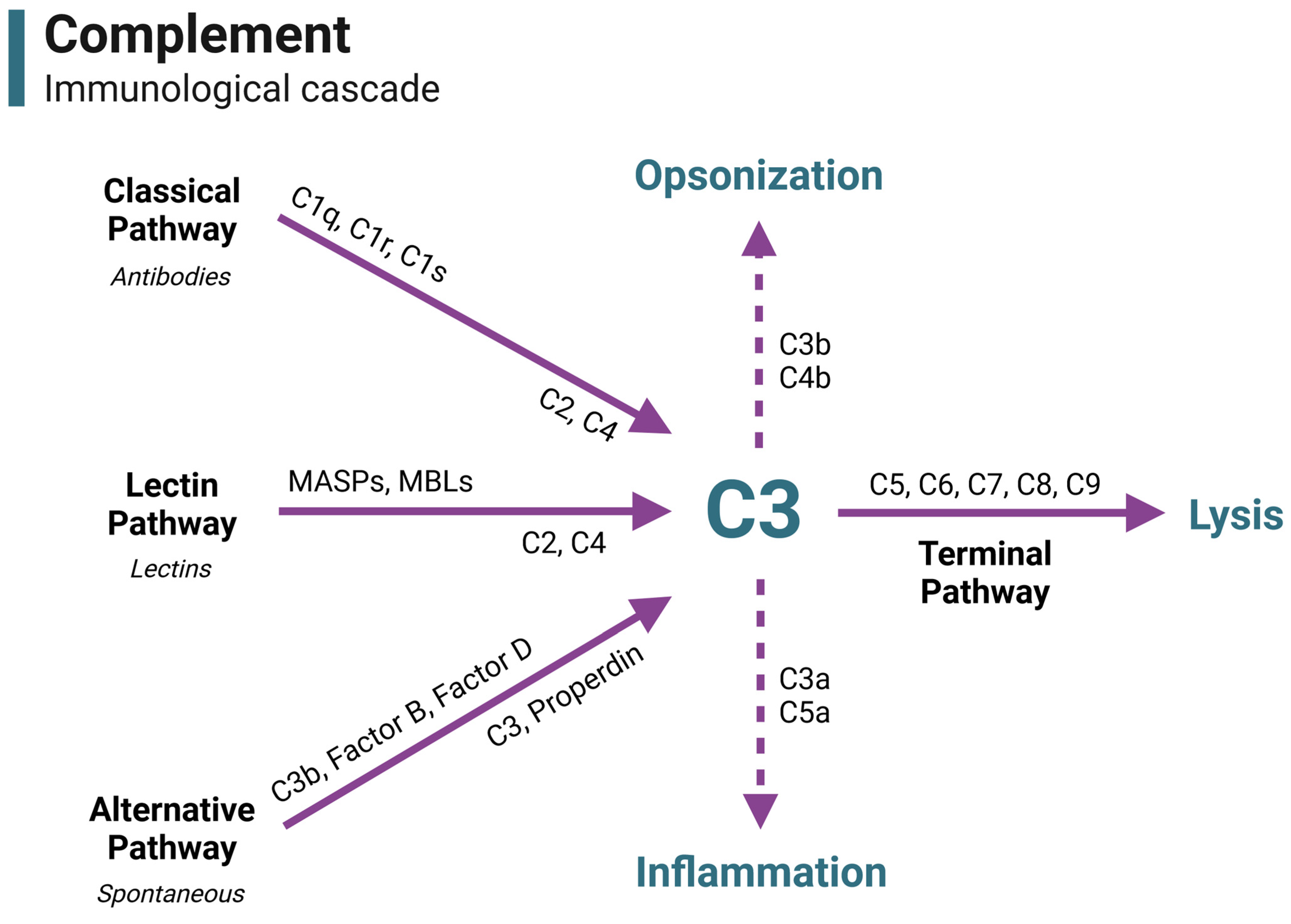 Biomed 04 00002 g001 Biomed 04 00002 g001