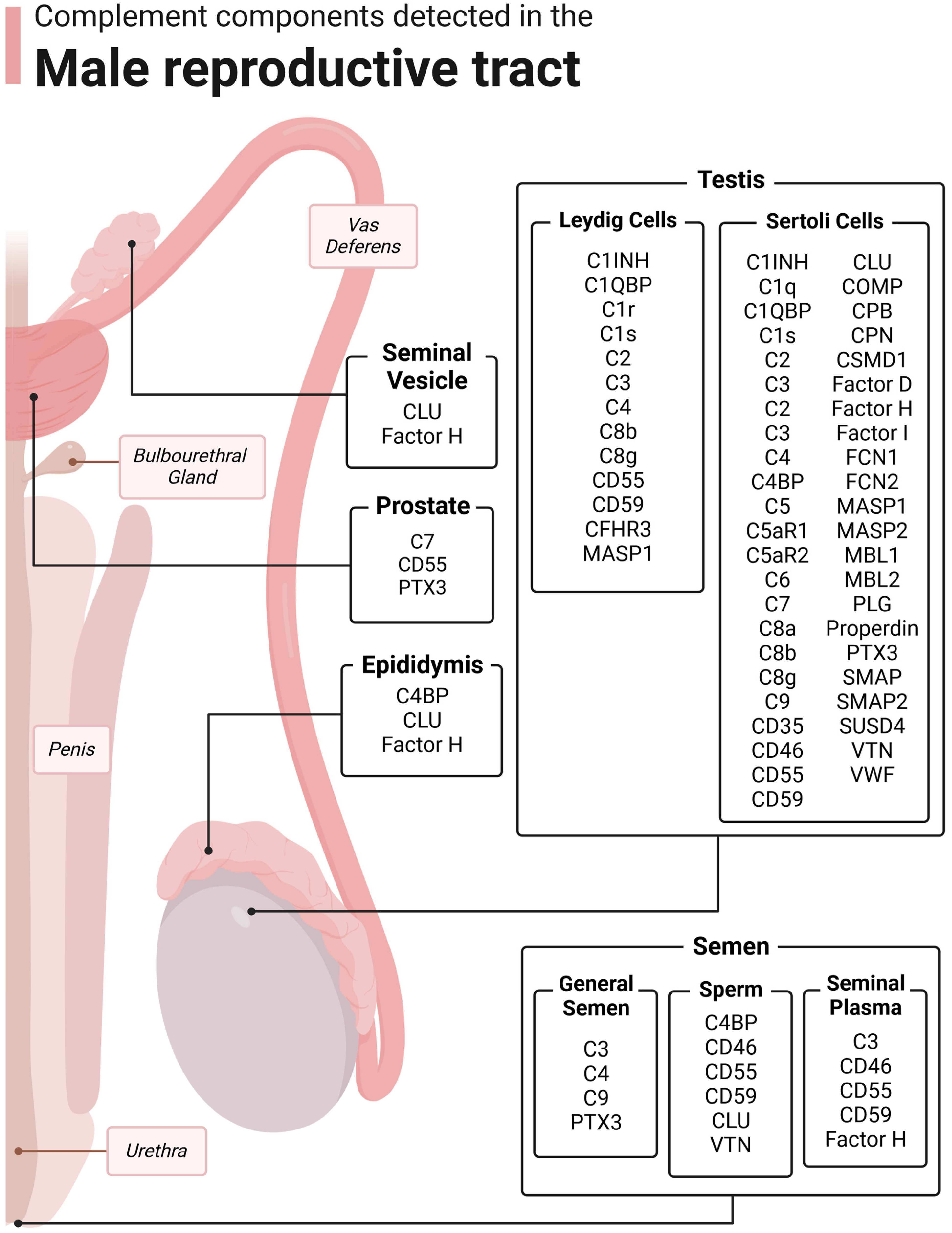 Biomed 04 00002 g003 Biomed 04 00002 g003