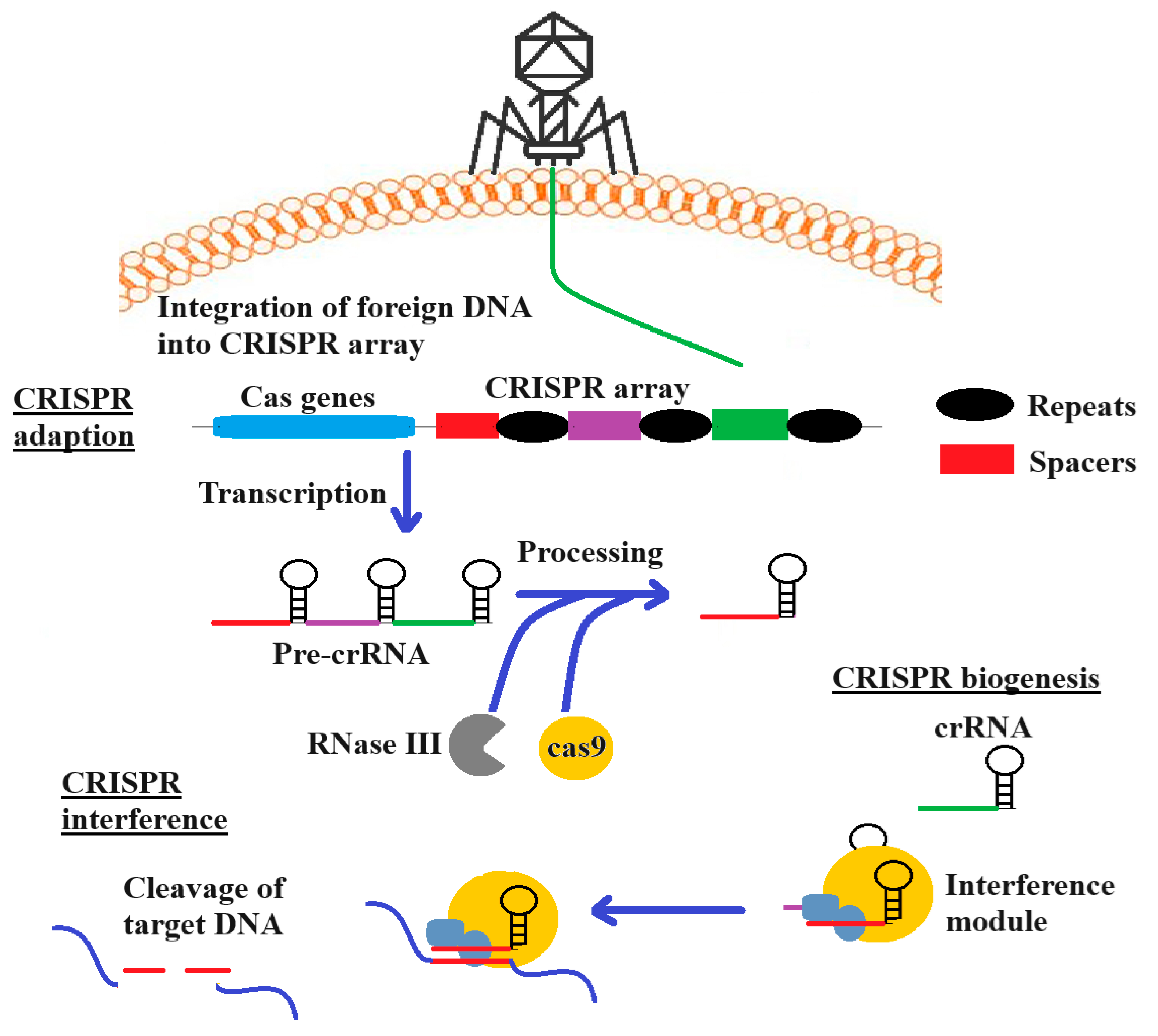 Biomed 04 00026 g003