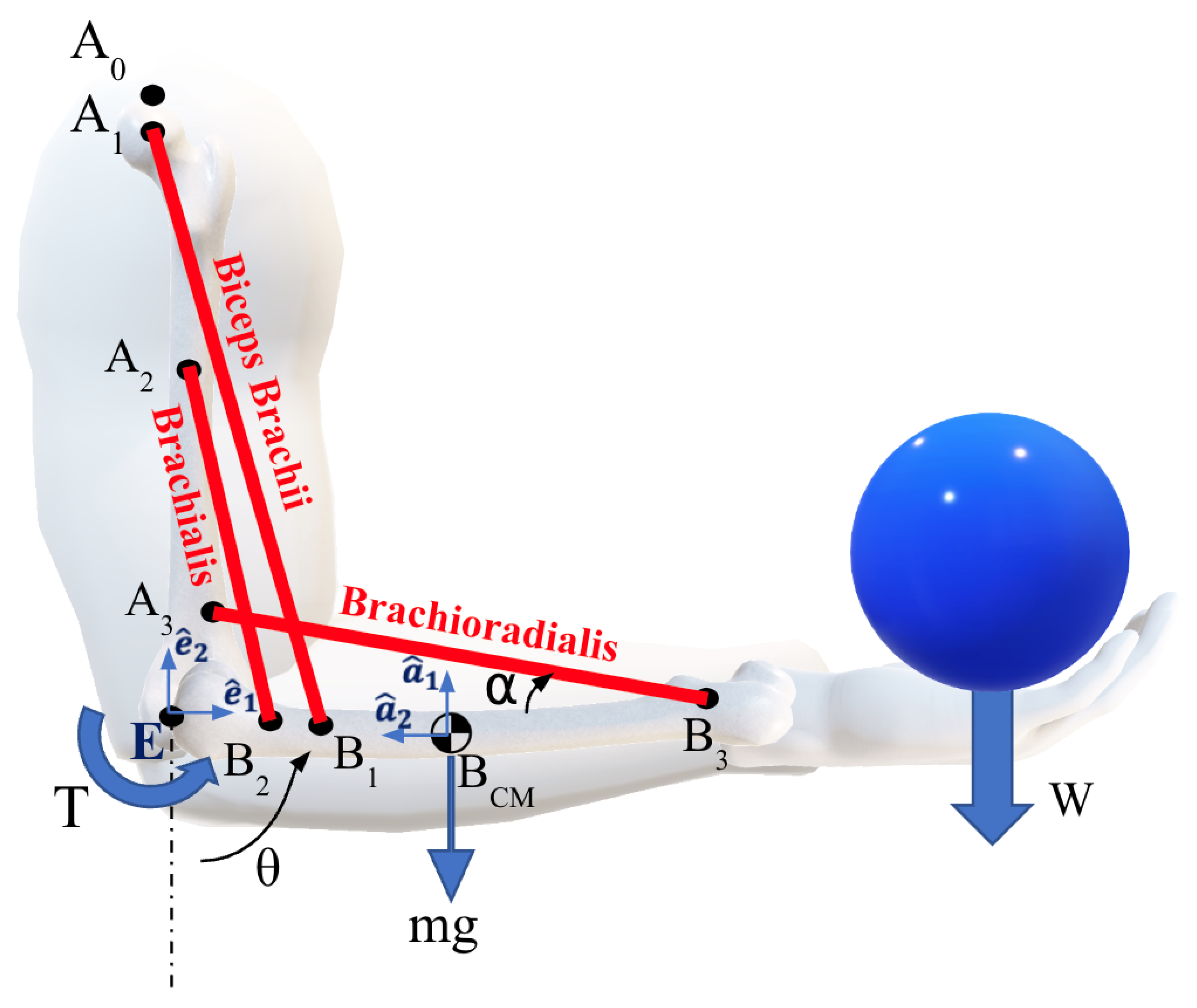Biomed 04 00028 g001