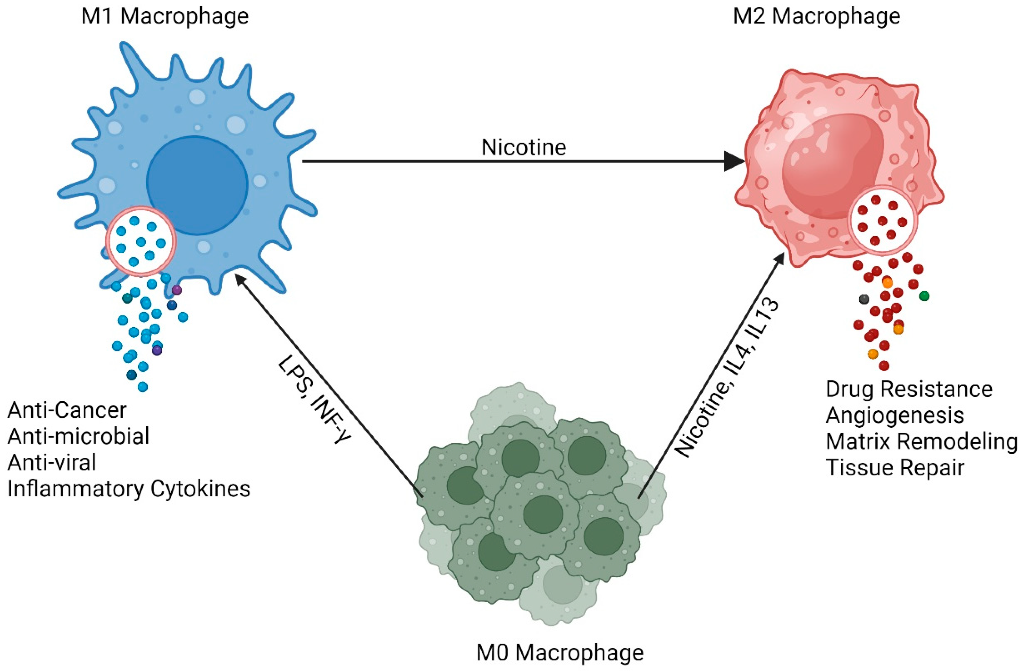 Biomed 04 00035 g002