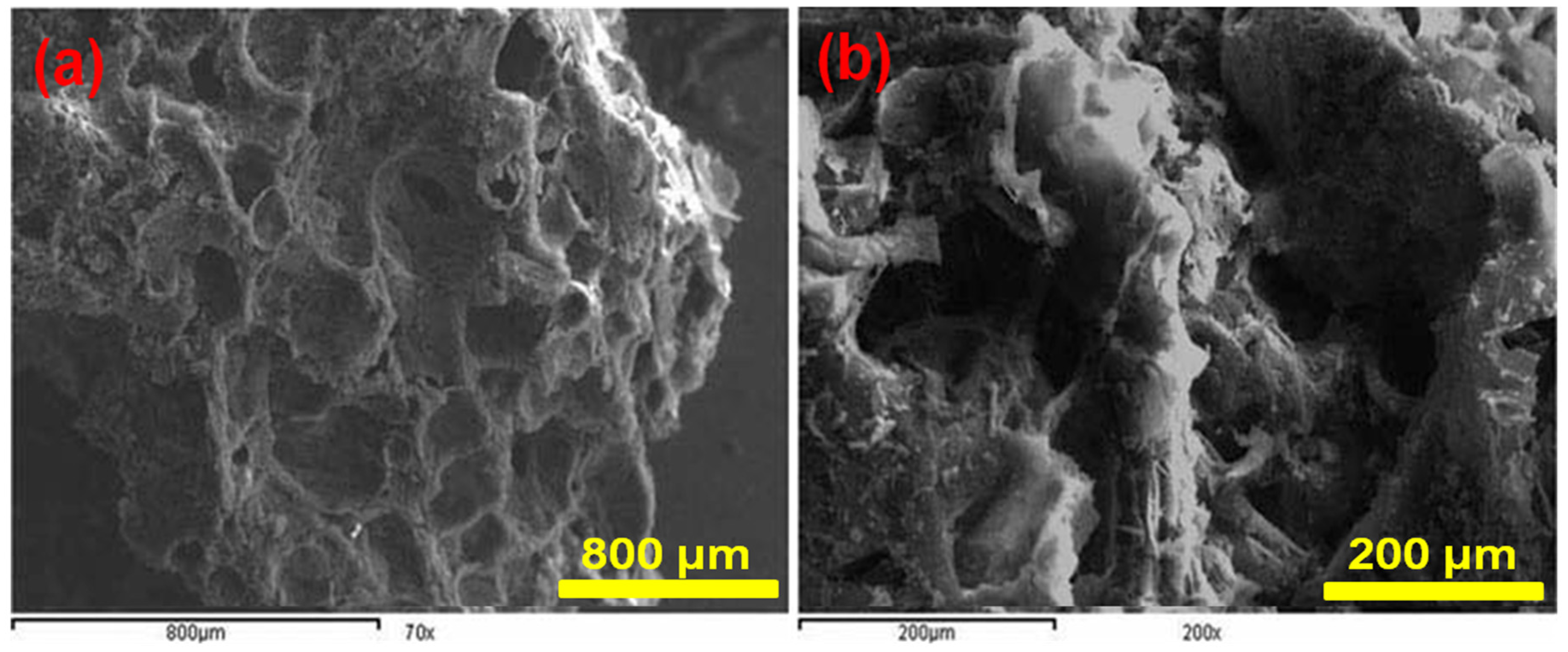 Biomed 04 00036 g002
