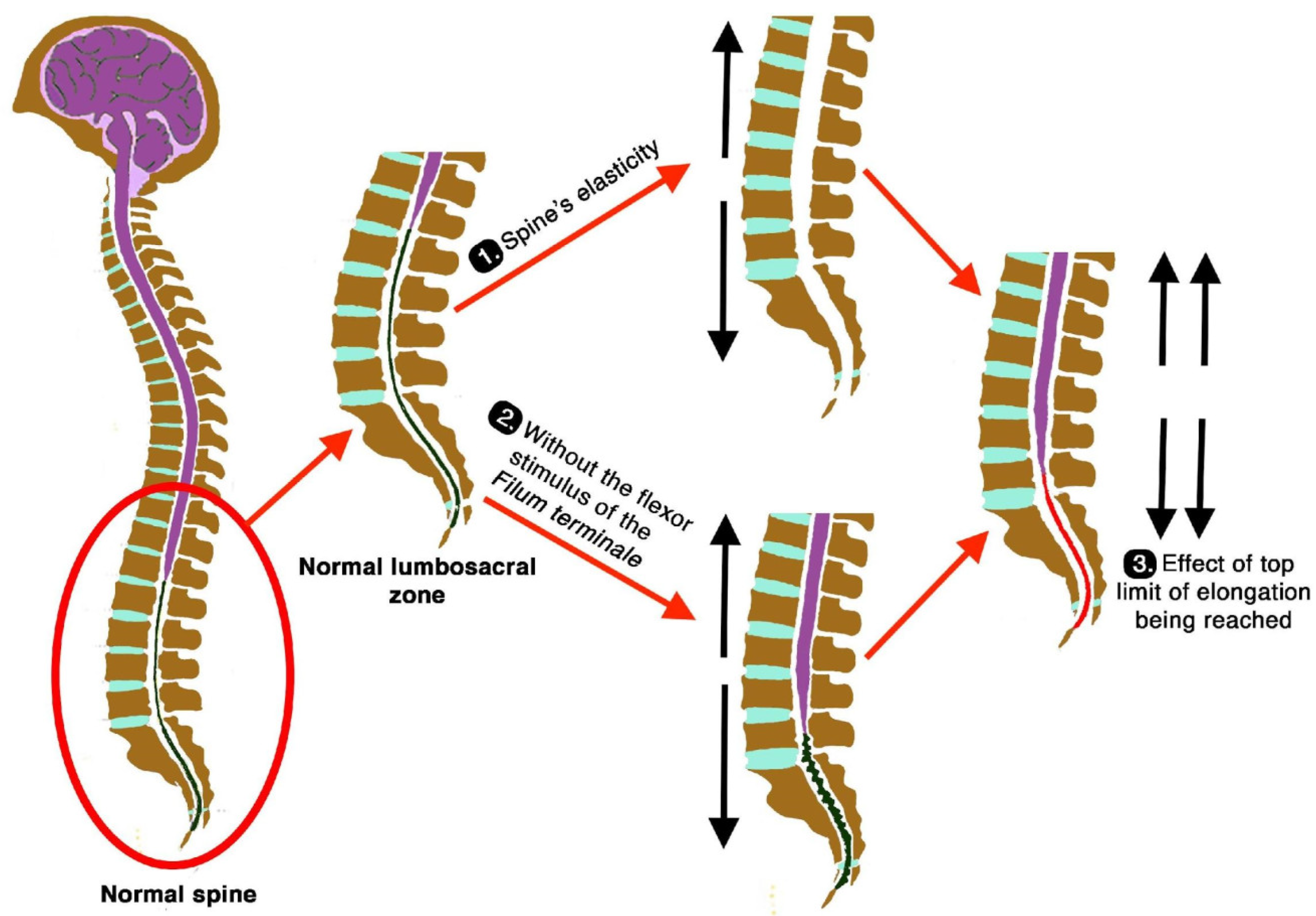 Biomed 05 00012 g020