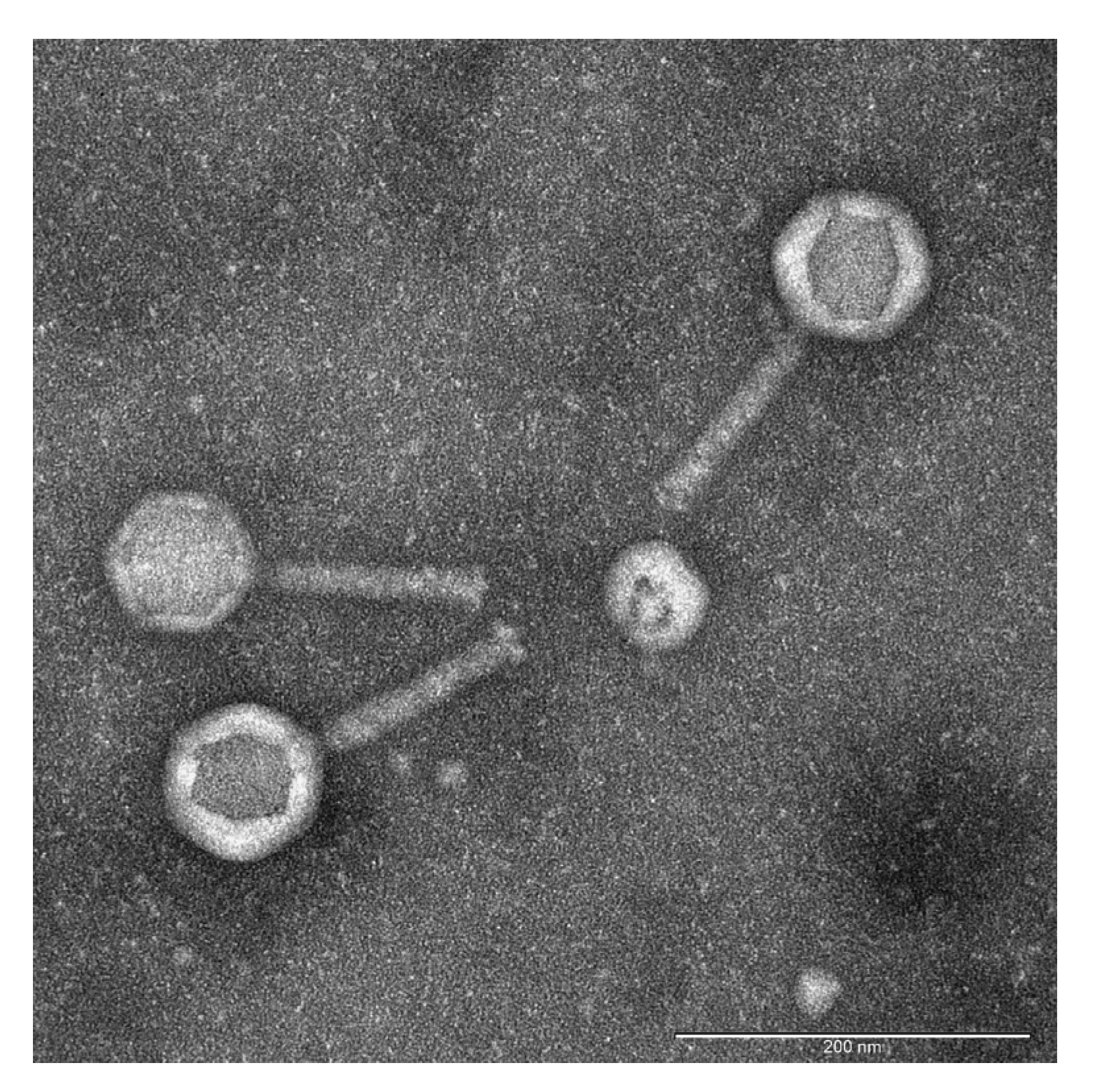 Biomed 05 00025 g001