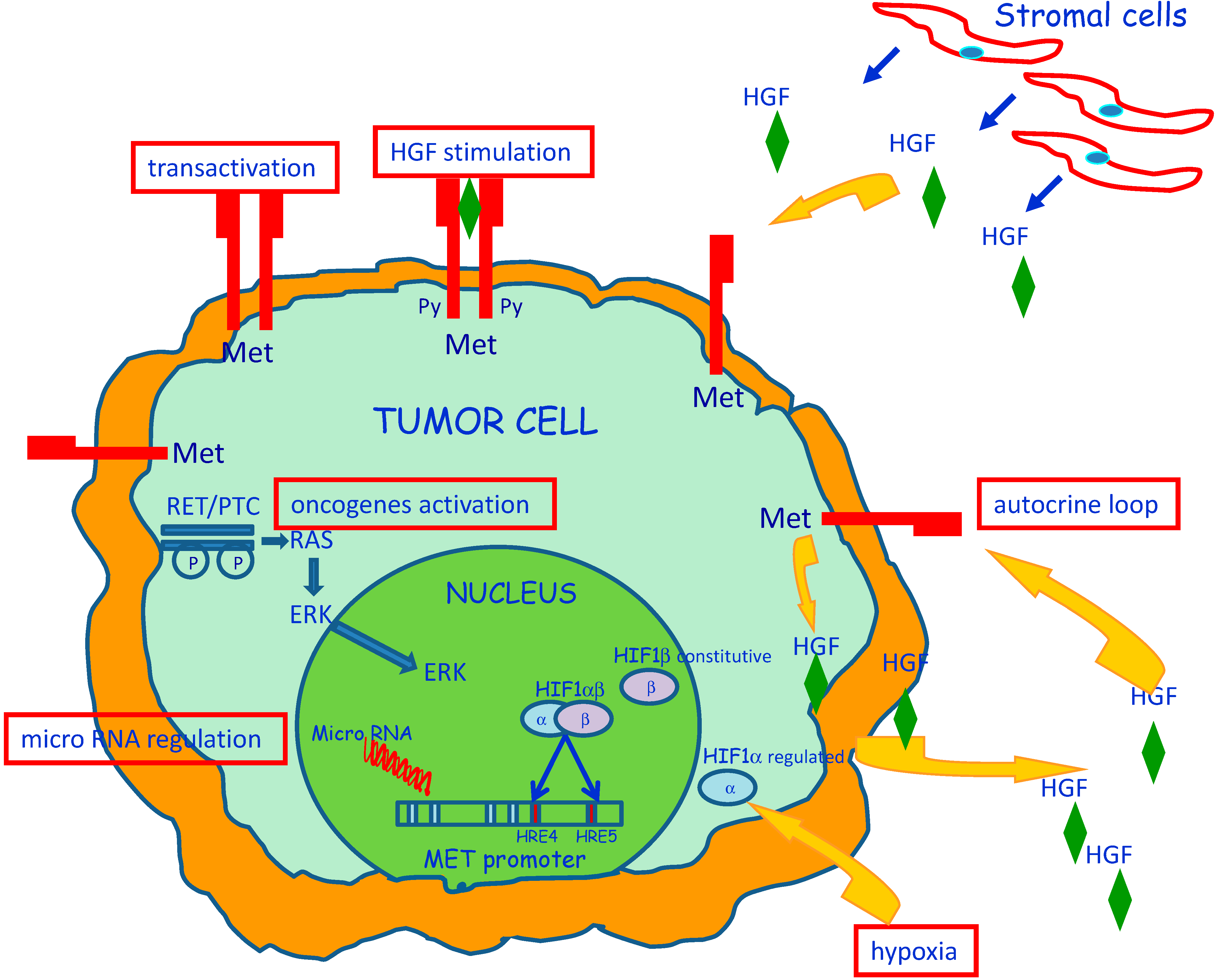 Biomedicines 02 00263 g001