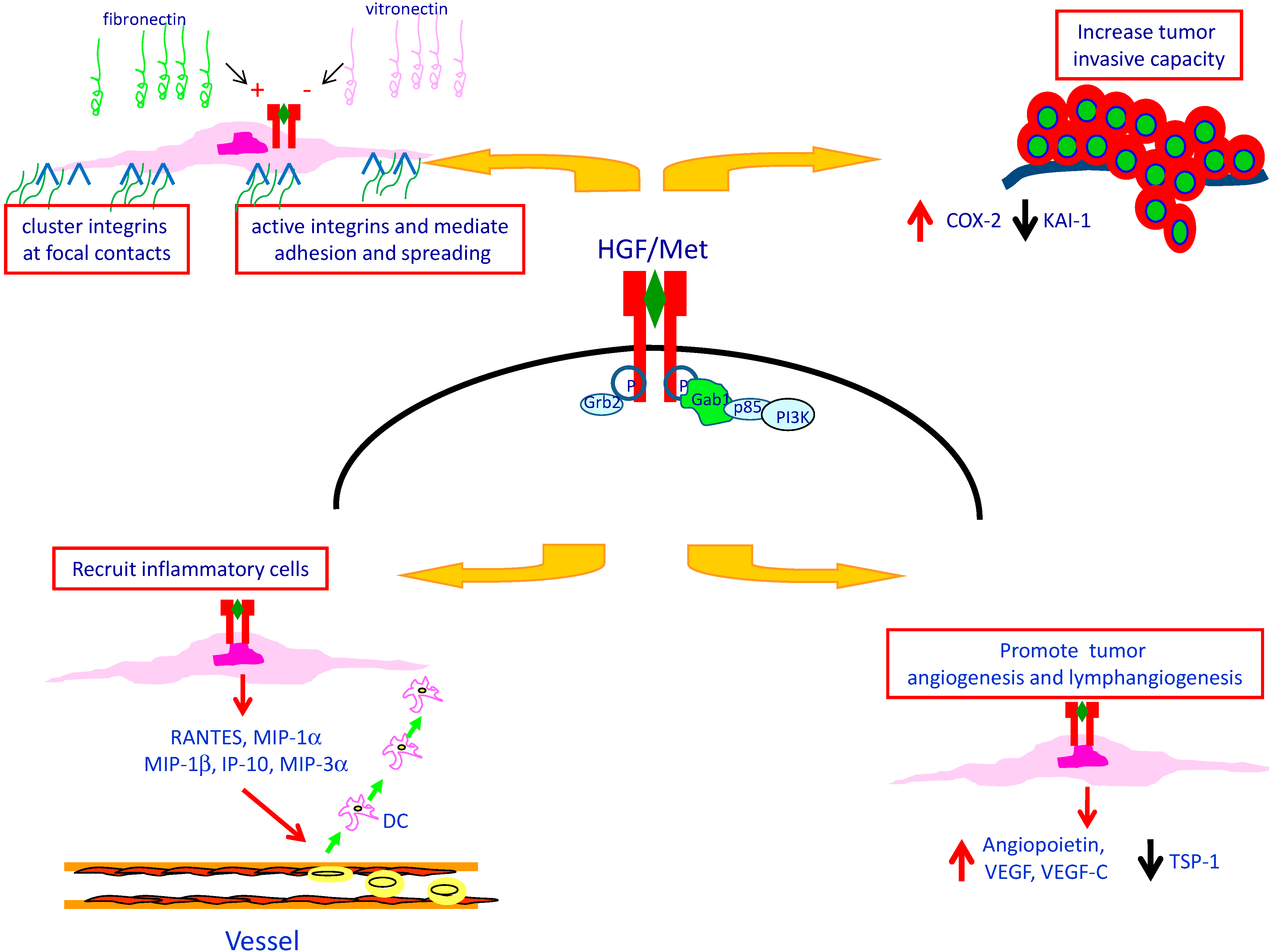 Biomedicines 02 00263 g002