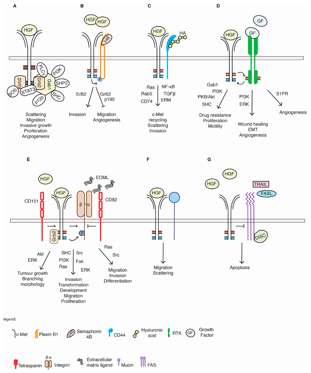 Biomedicines | Free Full-Text | c-Met and Other Cell Surface Biomedicines | Free Full-Text | c-Met and Other Cell Surface