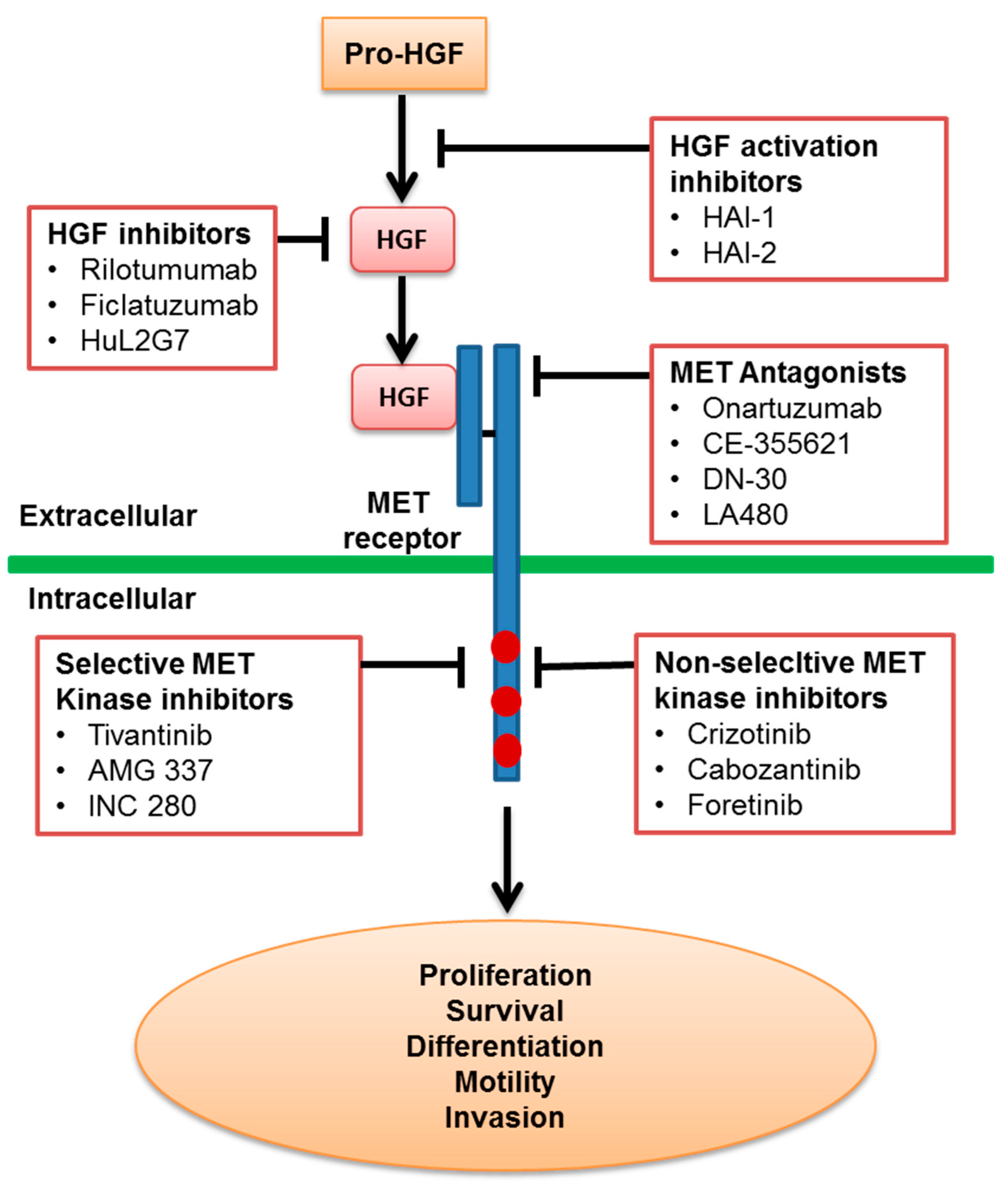 biomedicines free full text recent progress and advances in hgf met targeted therapeutic agents for cancer treatment html