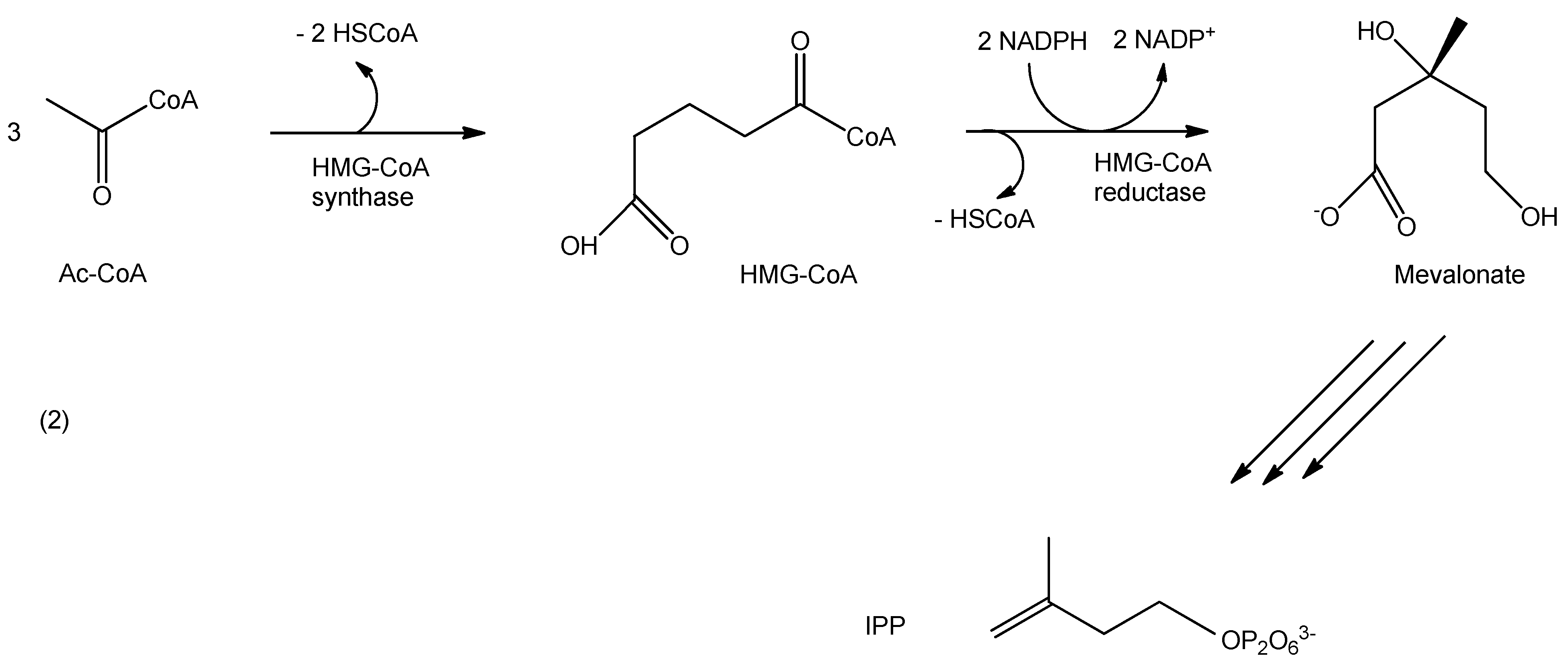 Biomedicines 03 00203 g006
