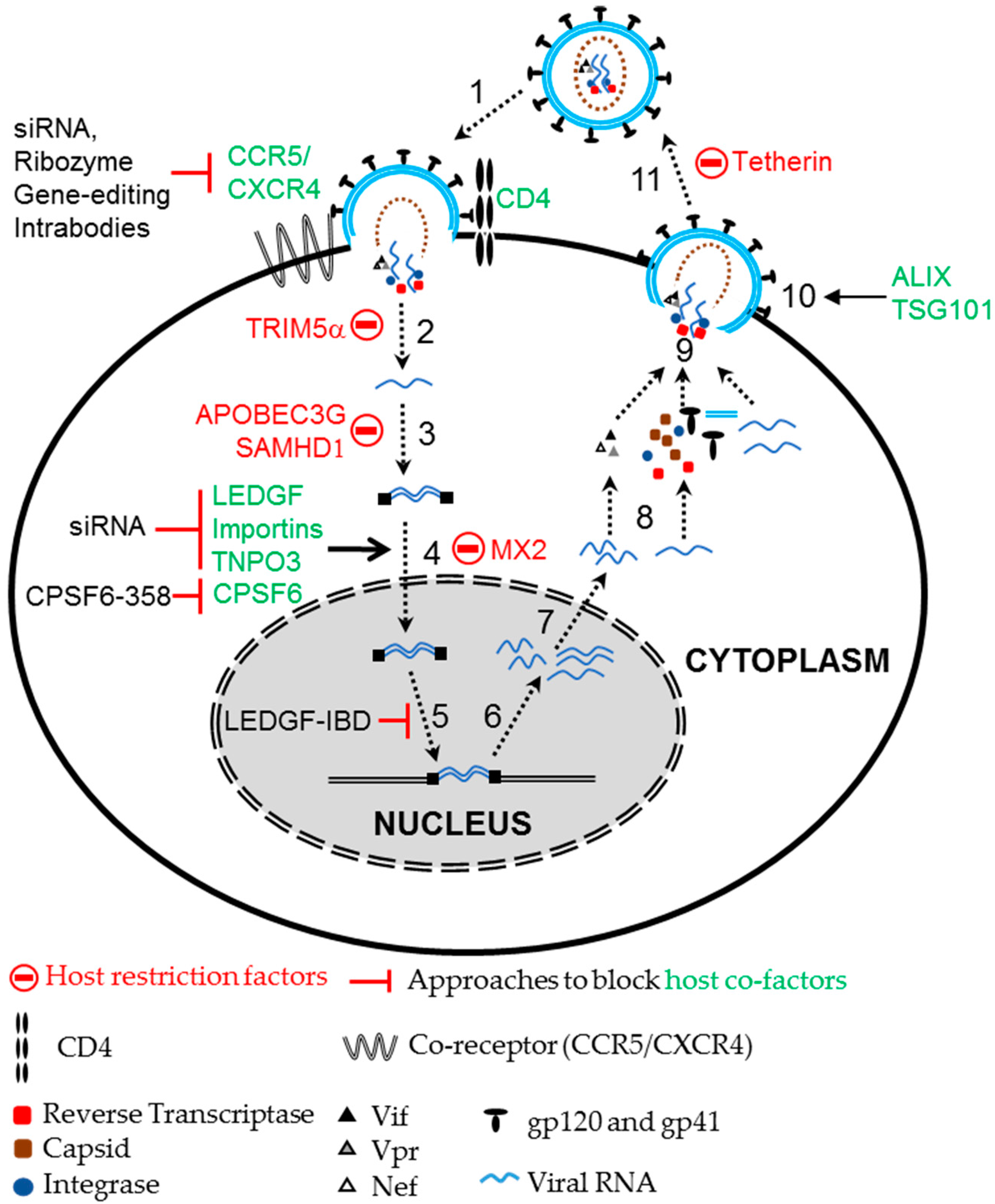Biomedicines 04 00008 g002