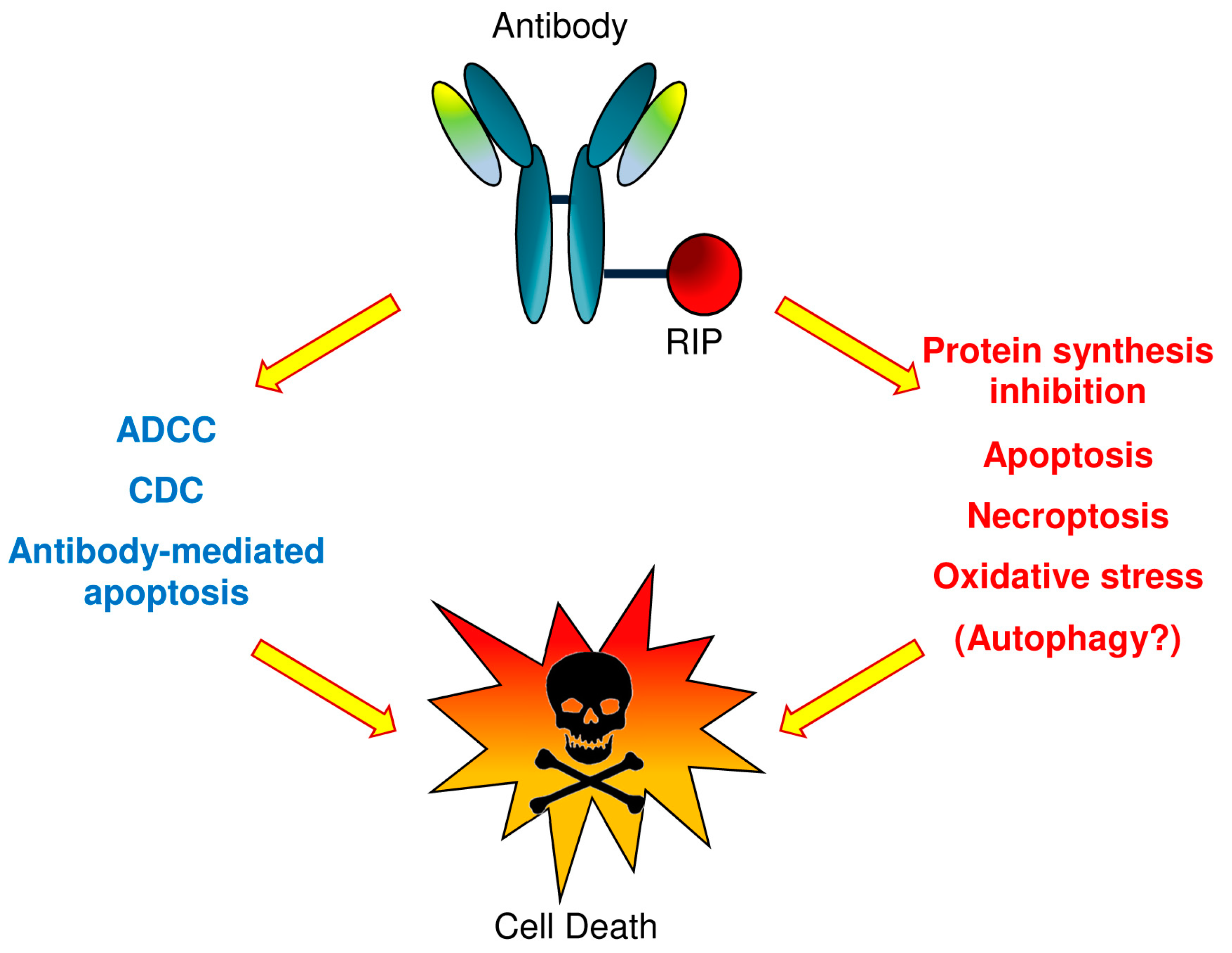 Biomedicines 04 00012 g001 1024