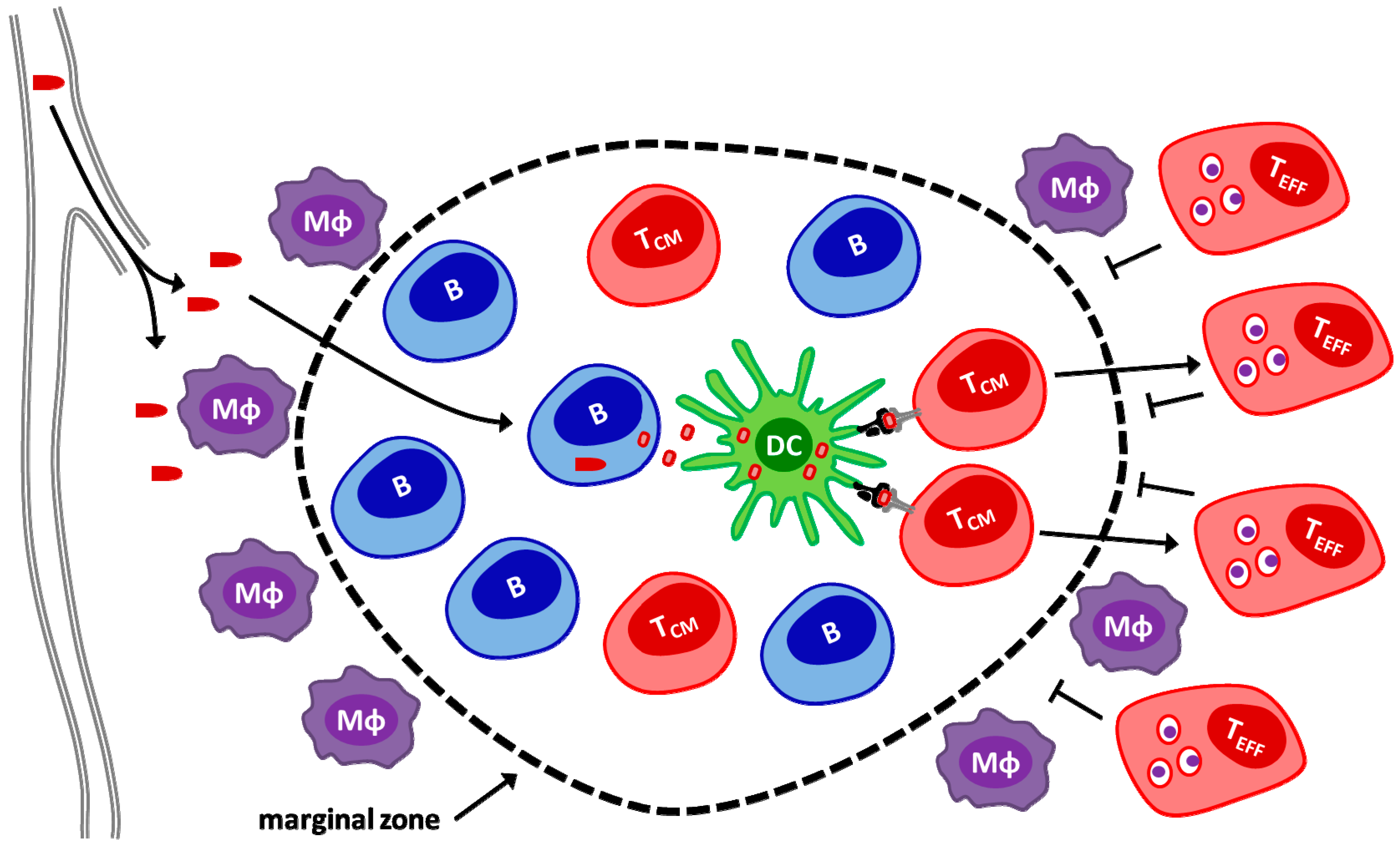 Biomedicines 04 00021 g003 1024