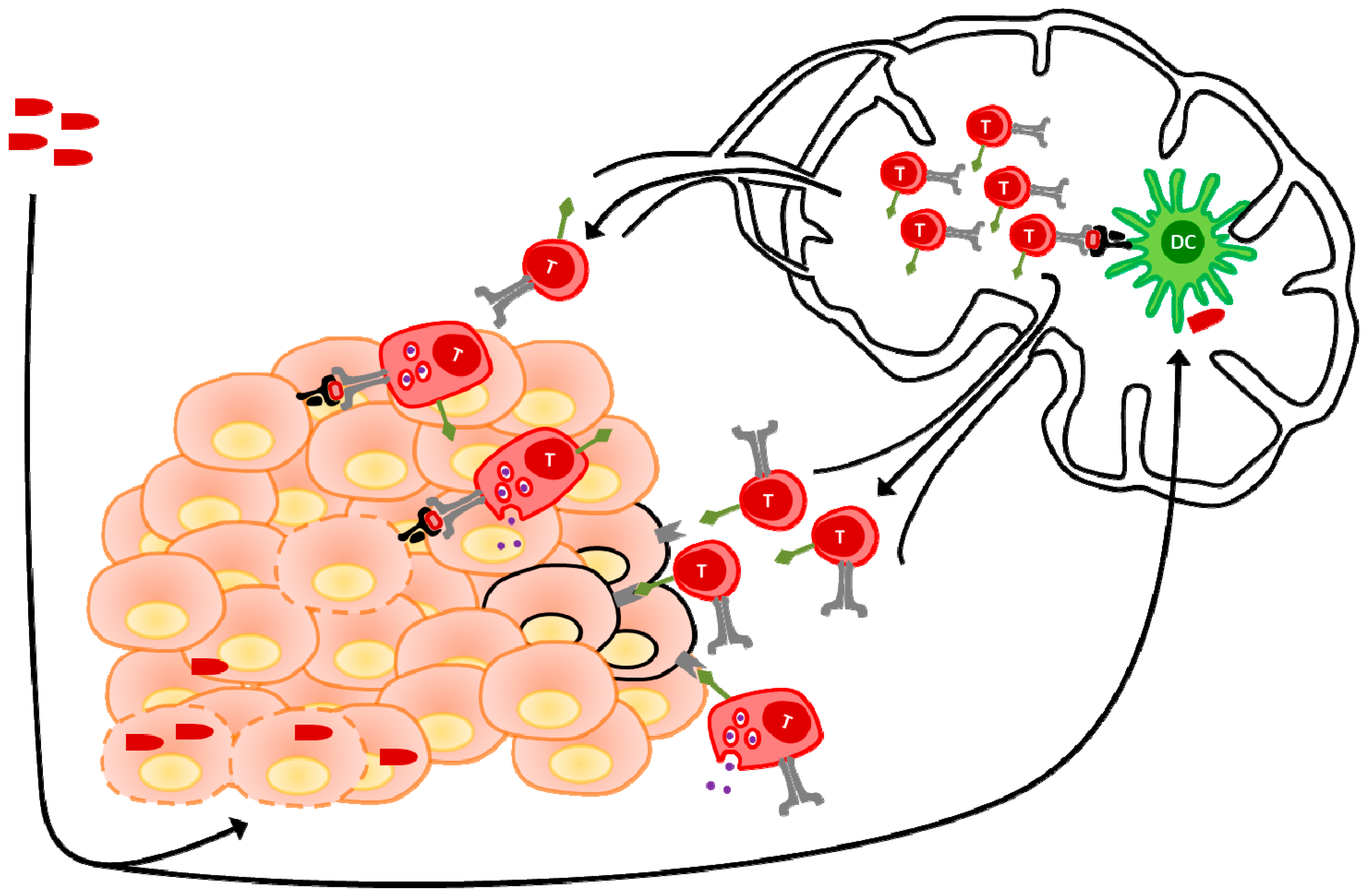 Biomedicines 04 00021 g004 1024