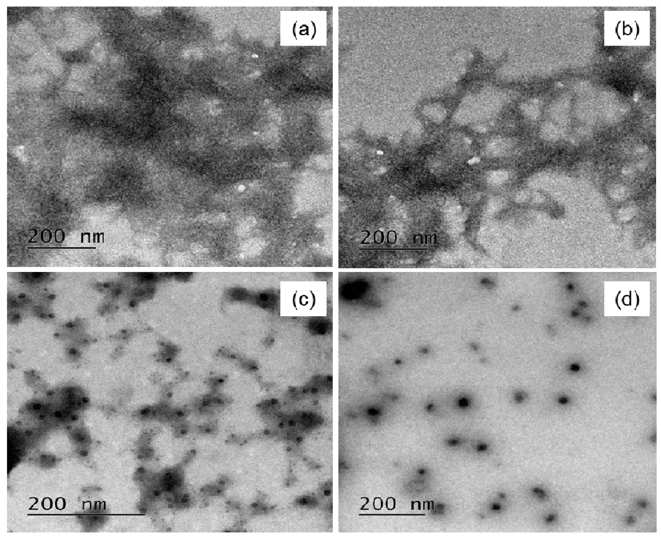 Biomedicines 05 00019 g006