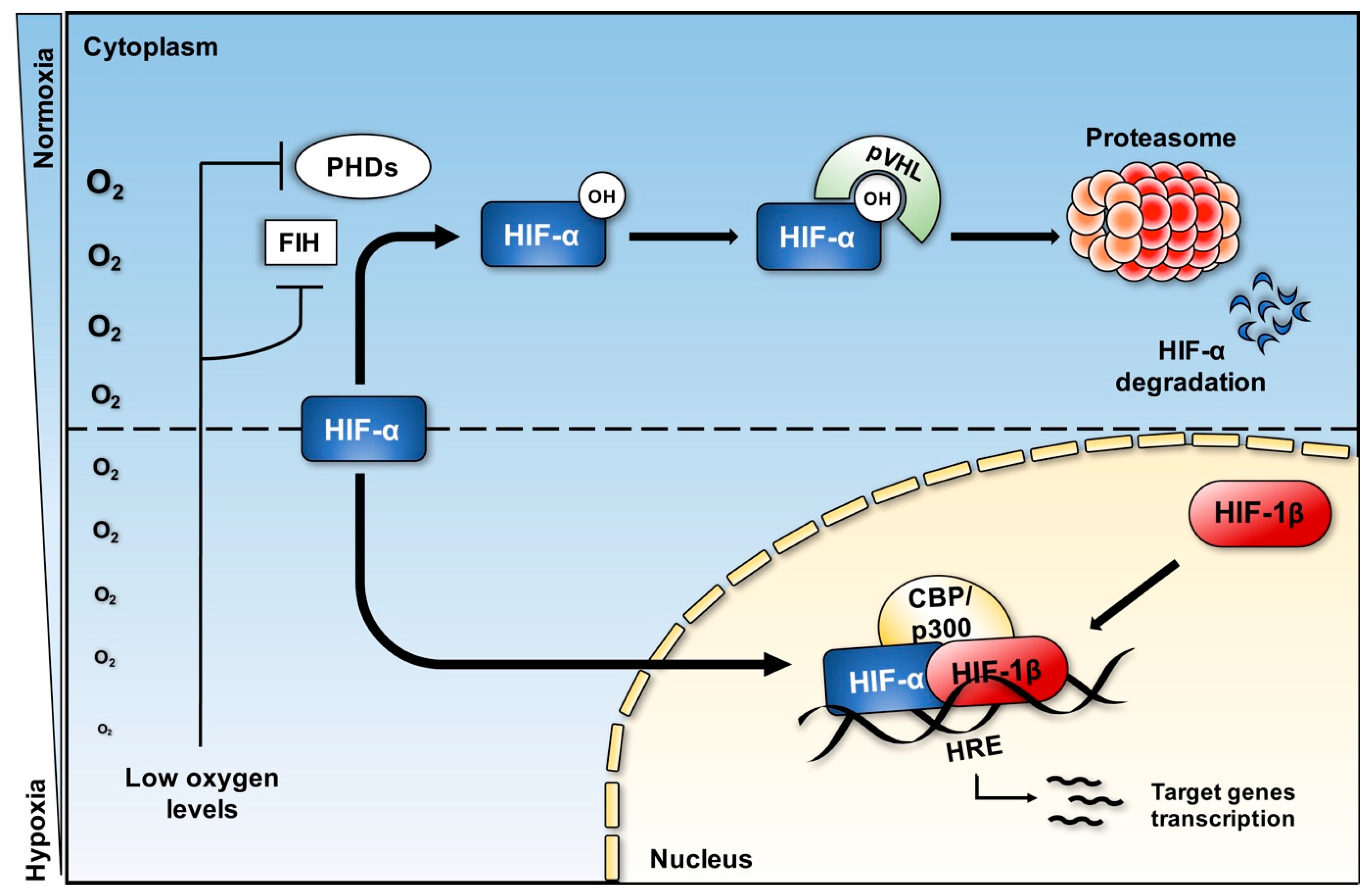 Biomedicines 05 00021 g002