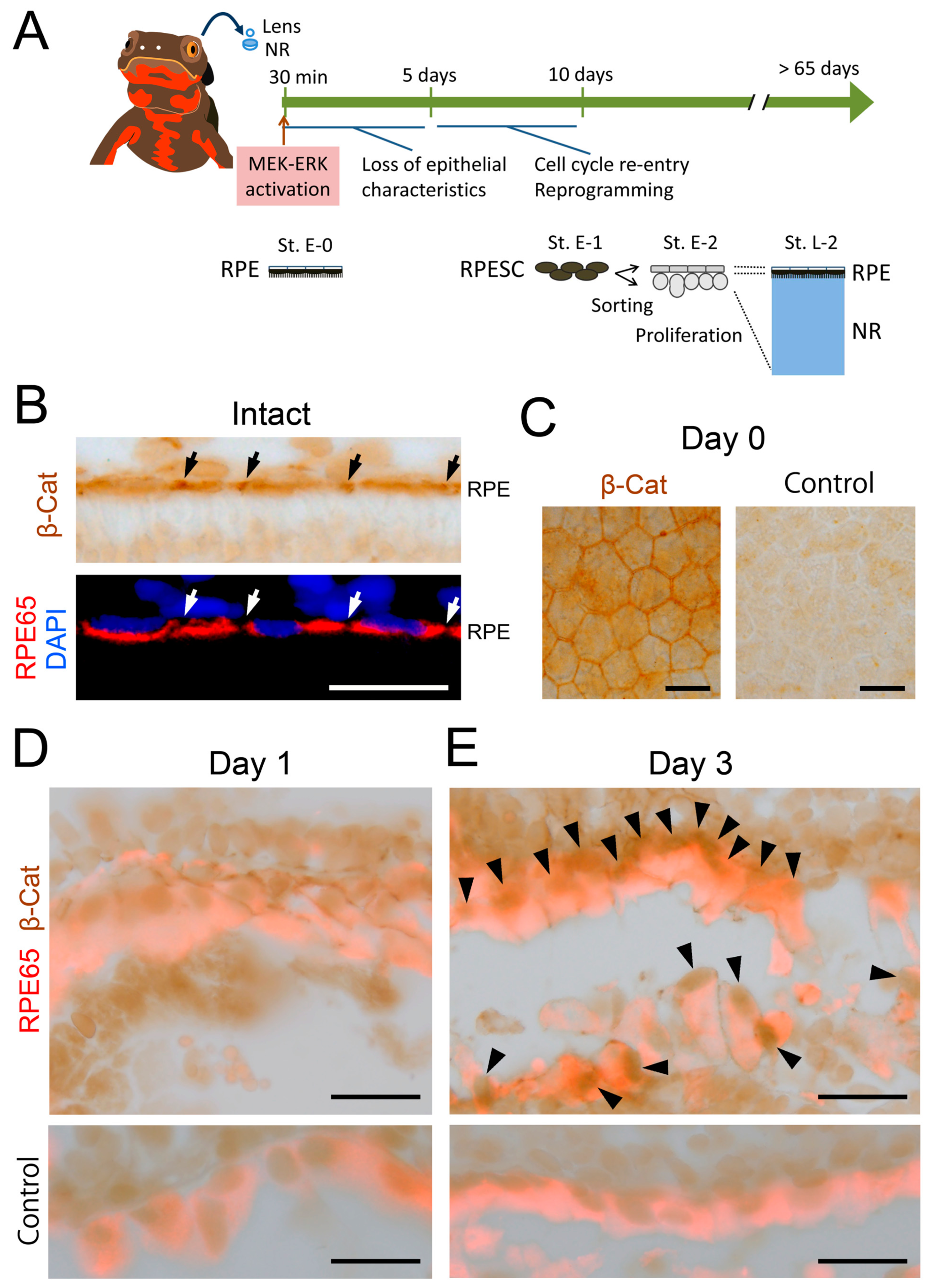 Biomedicines 05 00025 g005