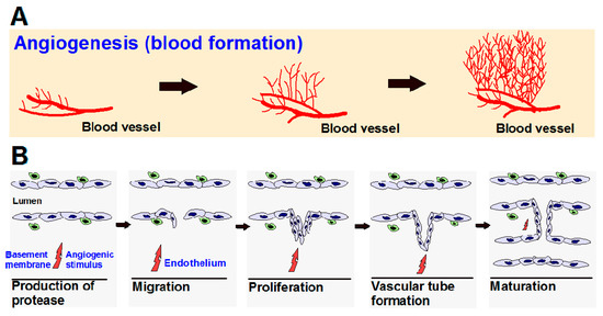 Biomedicines Special Issue AntiAngiogenesis Therapeutics in Cancer