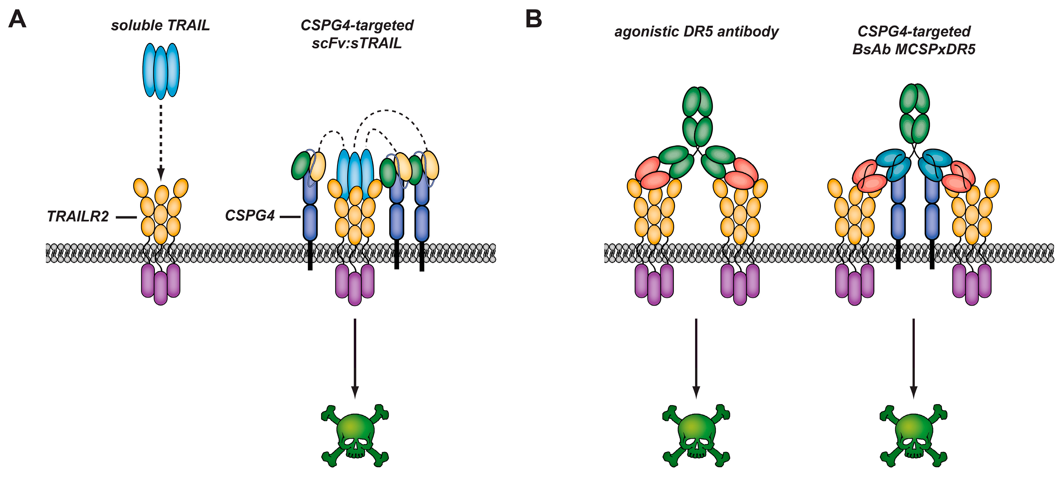 Biomedicines 05 00037 g005