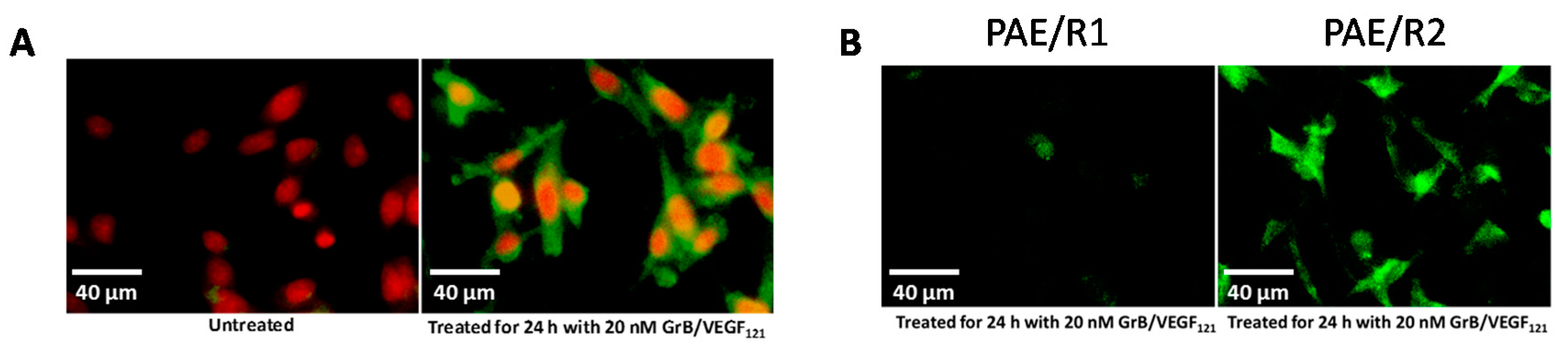 Biomedicines 05 00042 g003 550