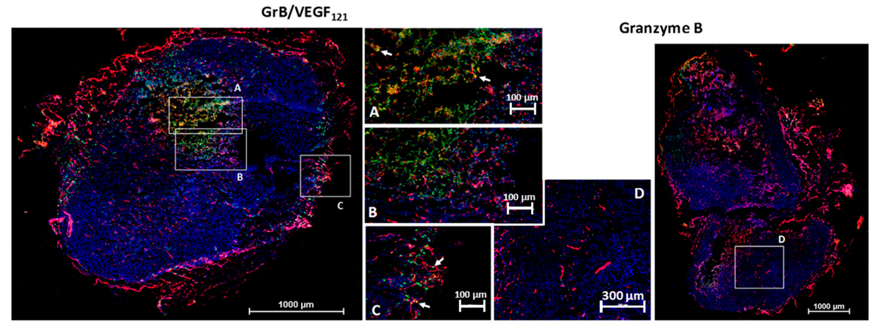 Biomedicines 05 00042 g006 550
