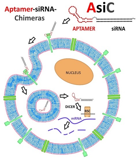 Biomedicines Free Full Text Aptamer Sirna Chimeras Discovery Progress And Future Prospects Html