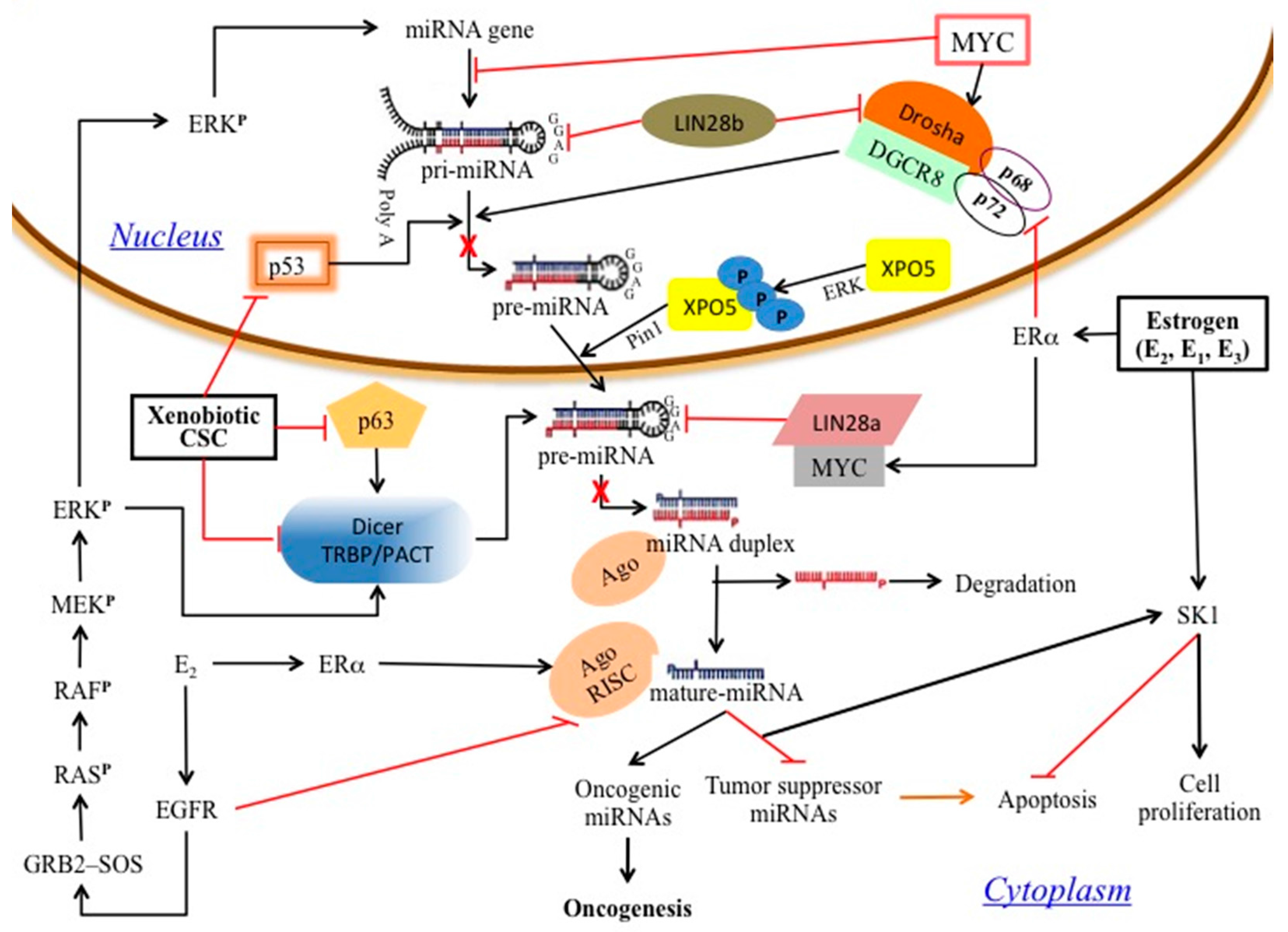 Biomedicines 05 00047 g003 Biomedicines 05 00047 g003