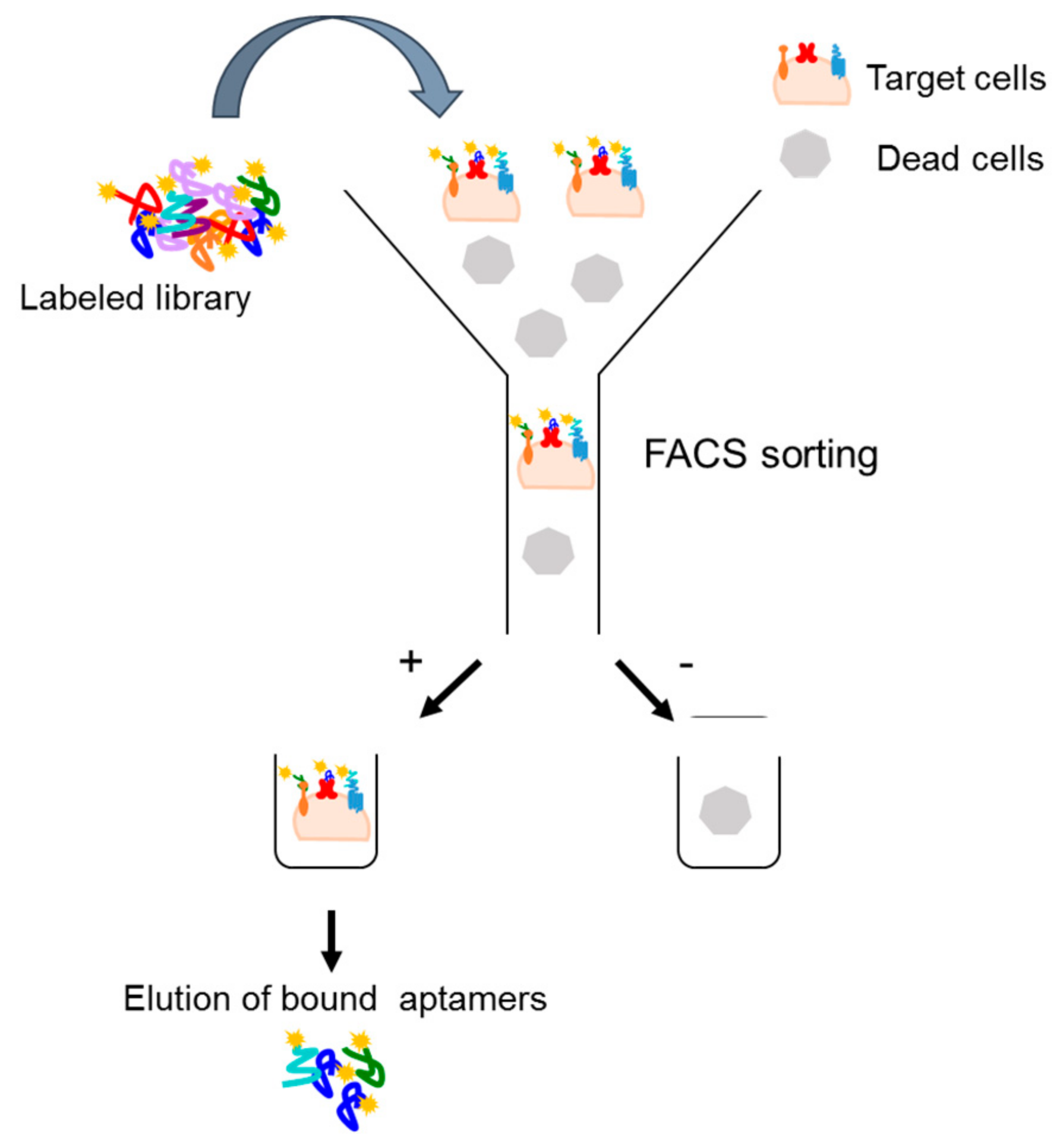 Biomedicines 05 00049 g003
