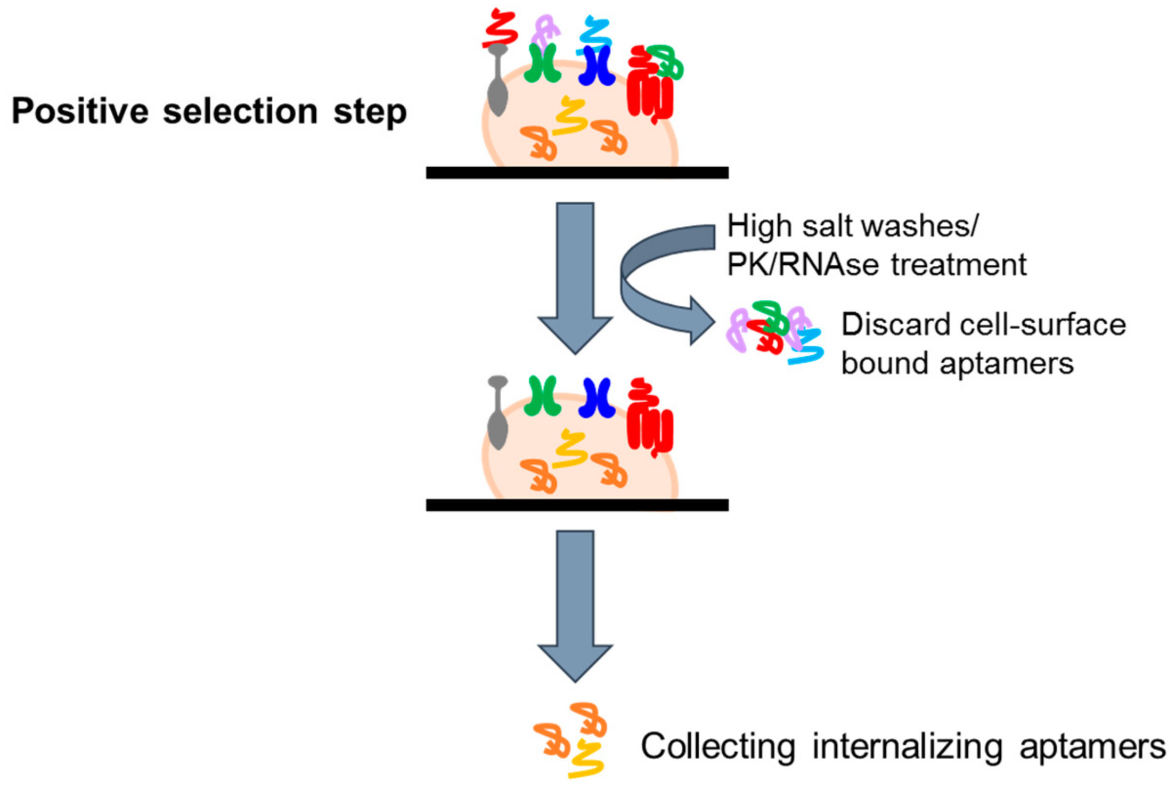 Biomedicines 05 00049 g004