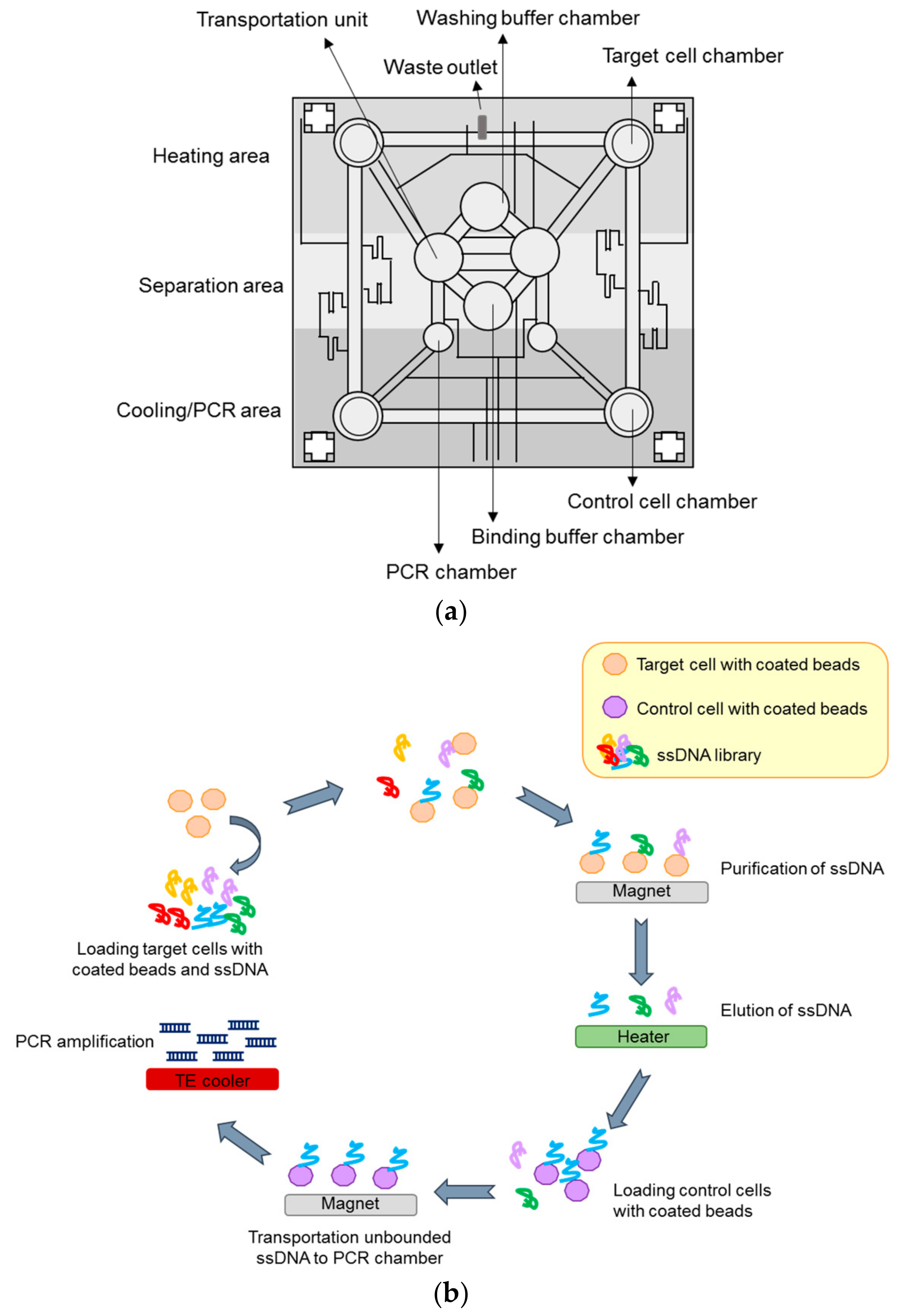 Biomedicines 05 00049 g006