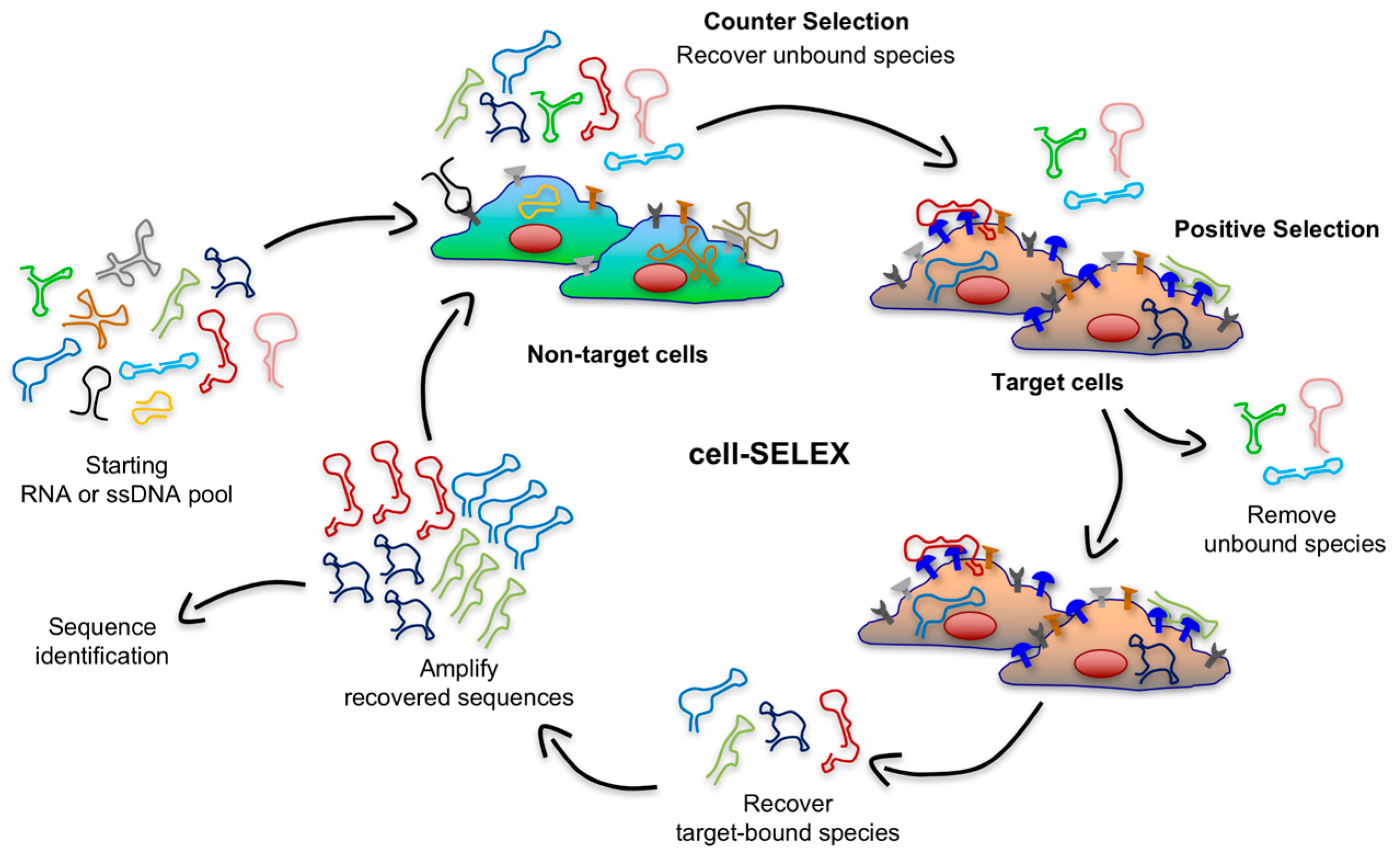 Biomedicines 05 00051 g003