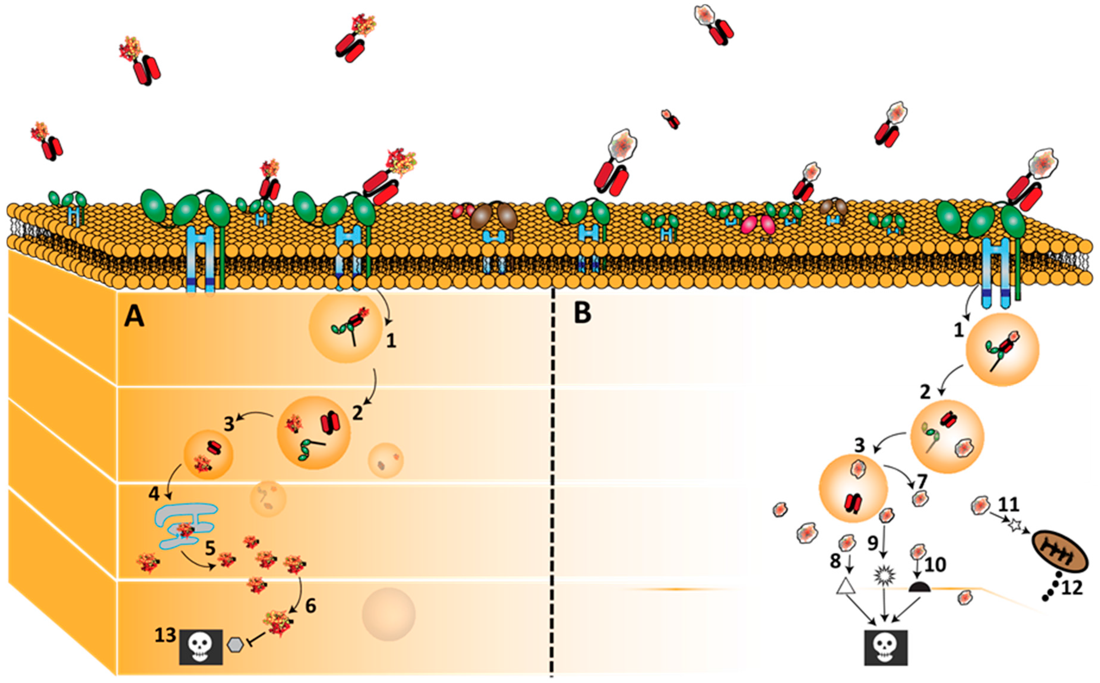 Biomedicines 05 00056 g003