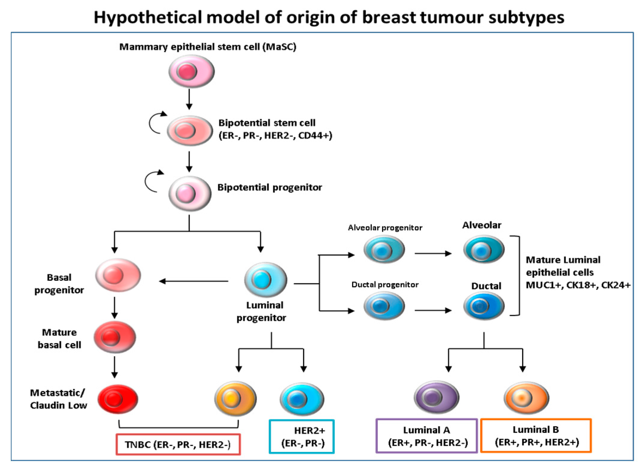 Biomedicines 06 00020 g001