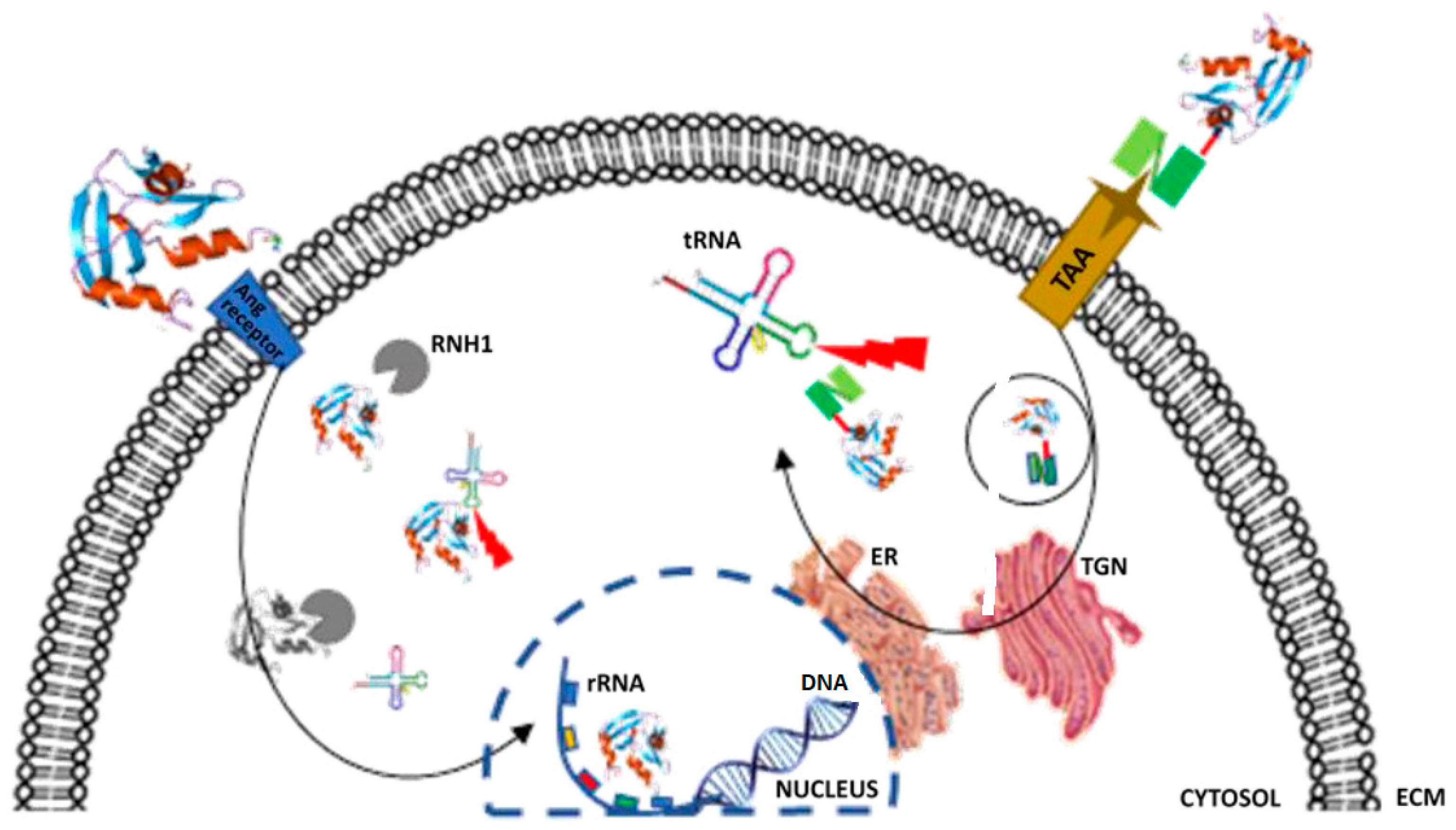 Biomedicines 06 00028 g001 Biomedicines 06 00028 g001