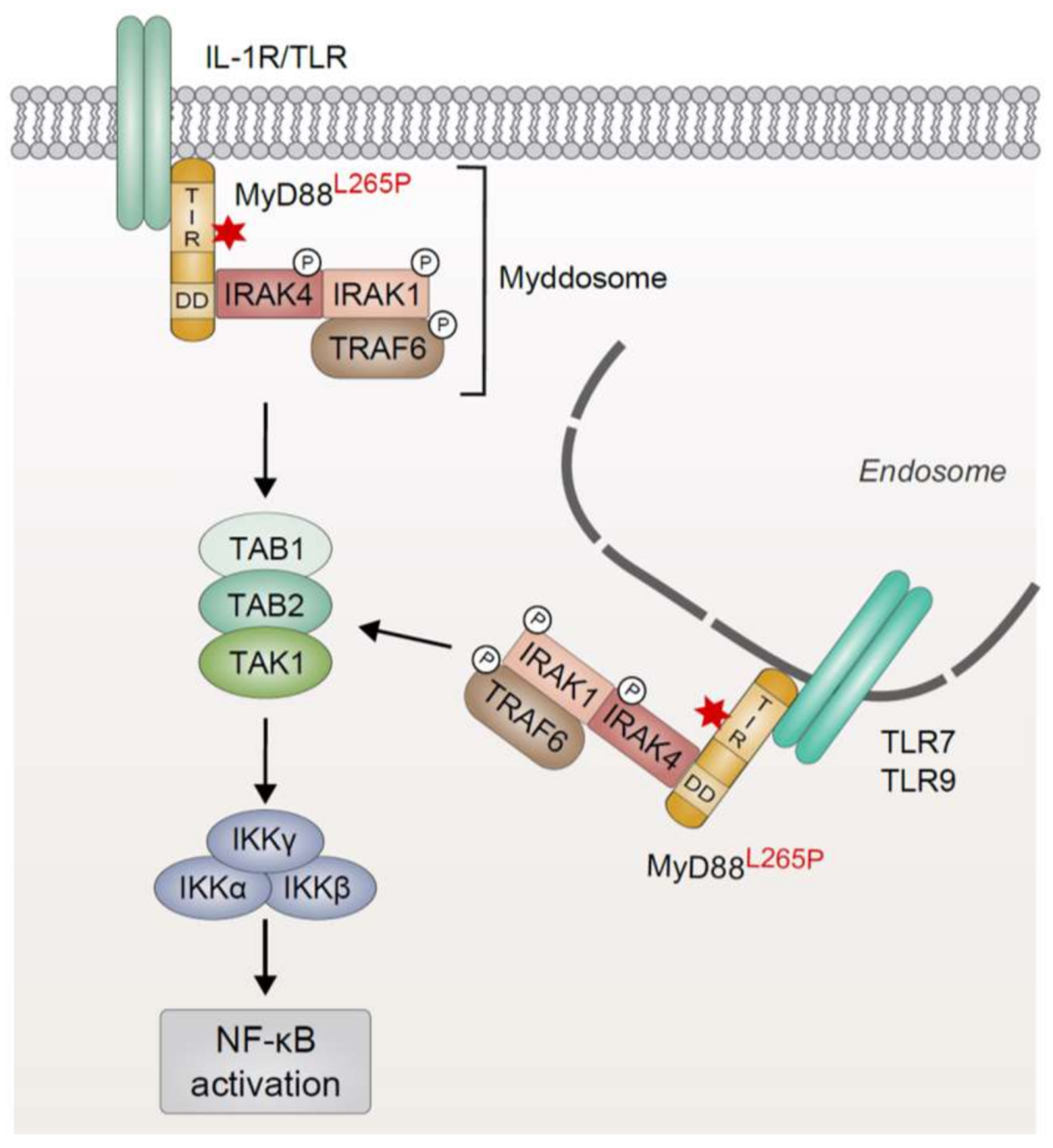 Biomedicines 06 00038 g001 Biomedicines 06 00038 g001