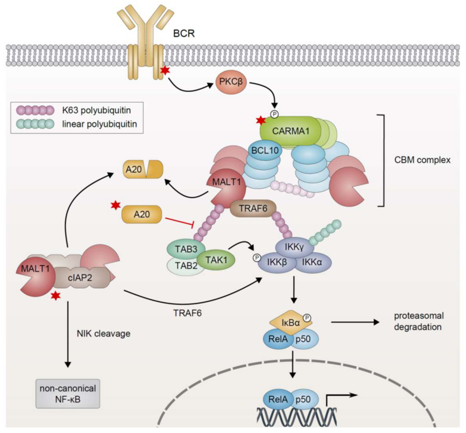 Biomedicines 06 00038 g003 Biomedicines 06 00038 g003