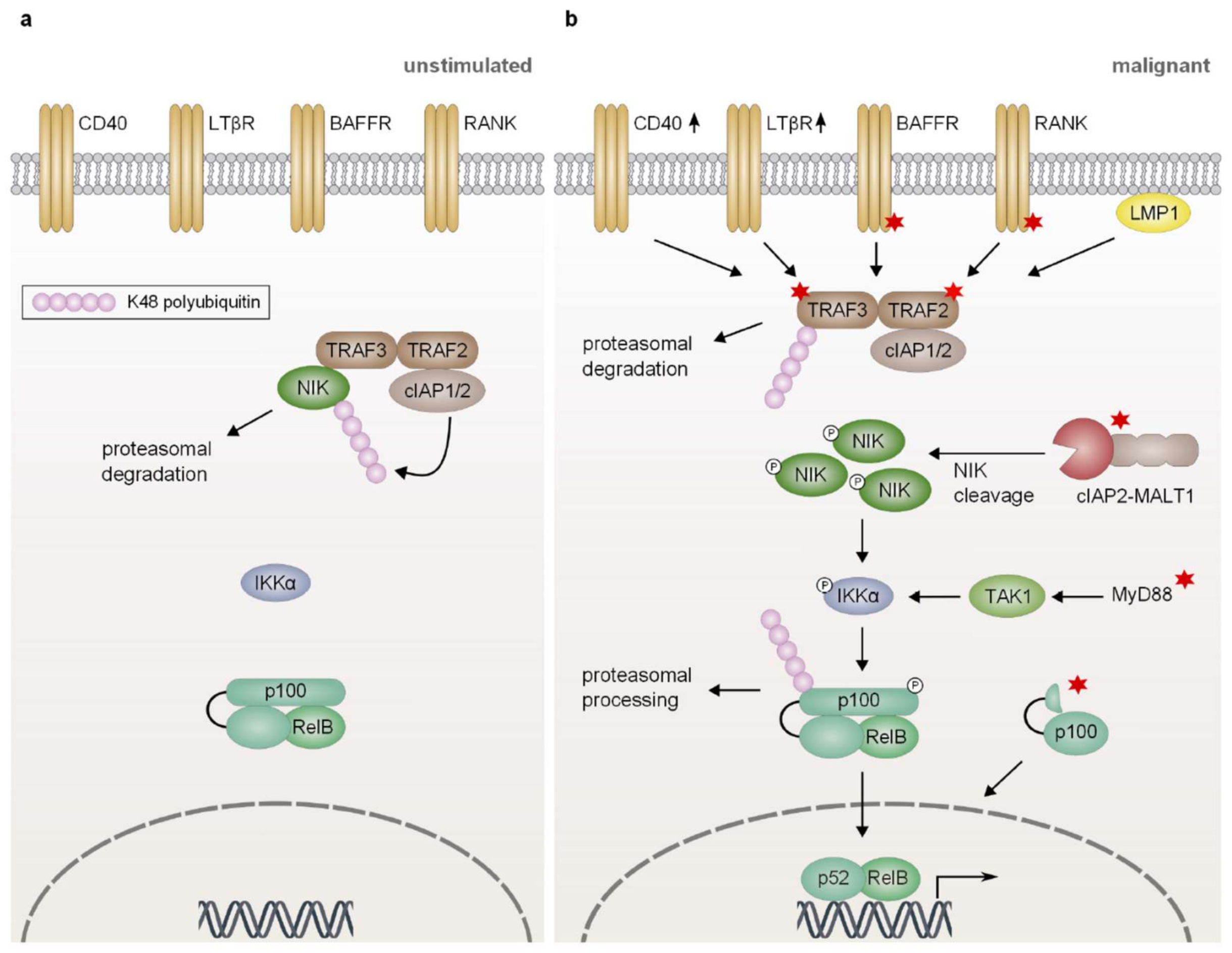 Biomedicines 06 00038 g004 Biomedicines 06 00038 g004
