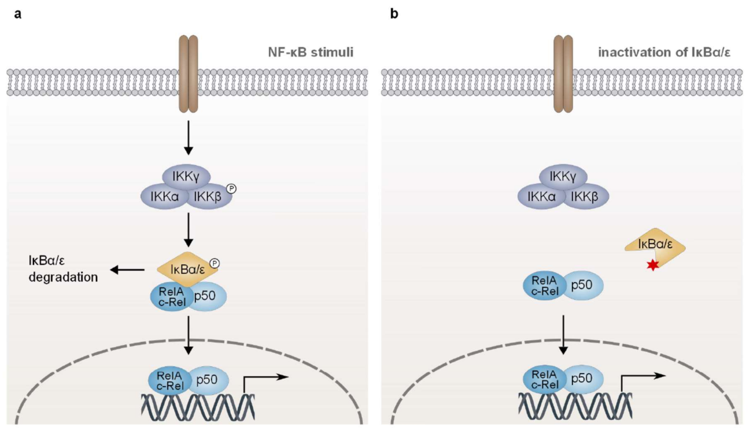 Biomedicines 06 00038 g005 Biomedicines 06 00038 g005
