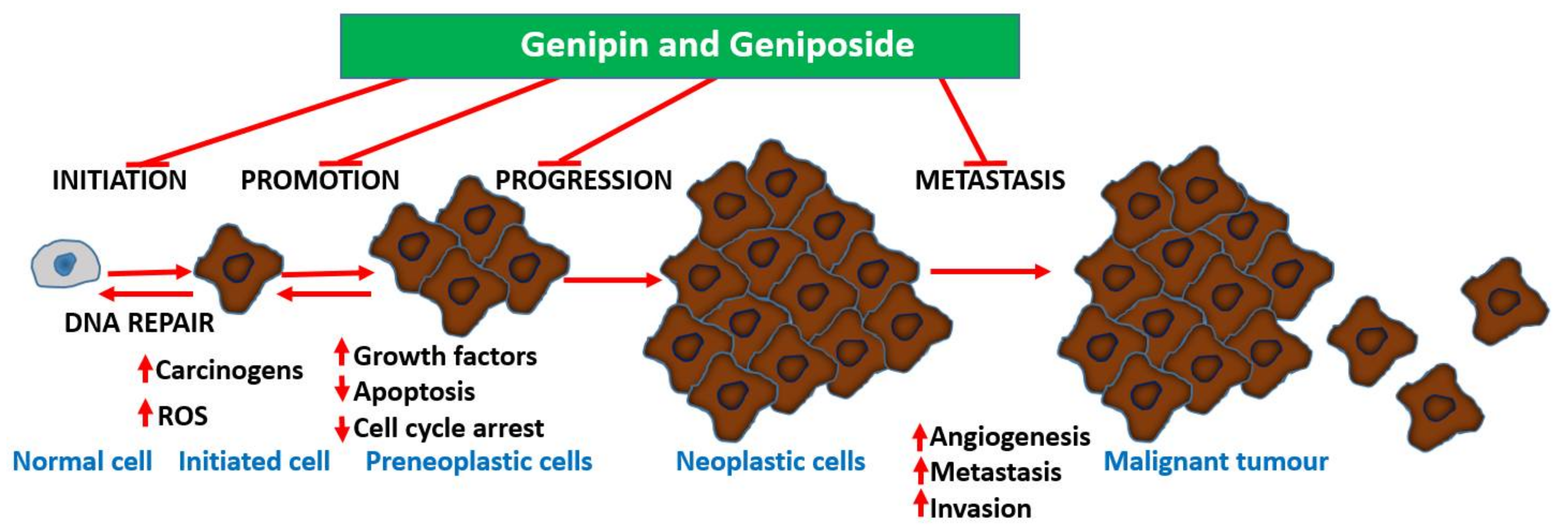 Biomedicines 06 00039 g003