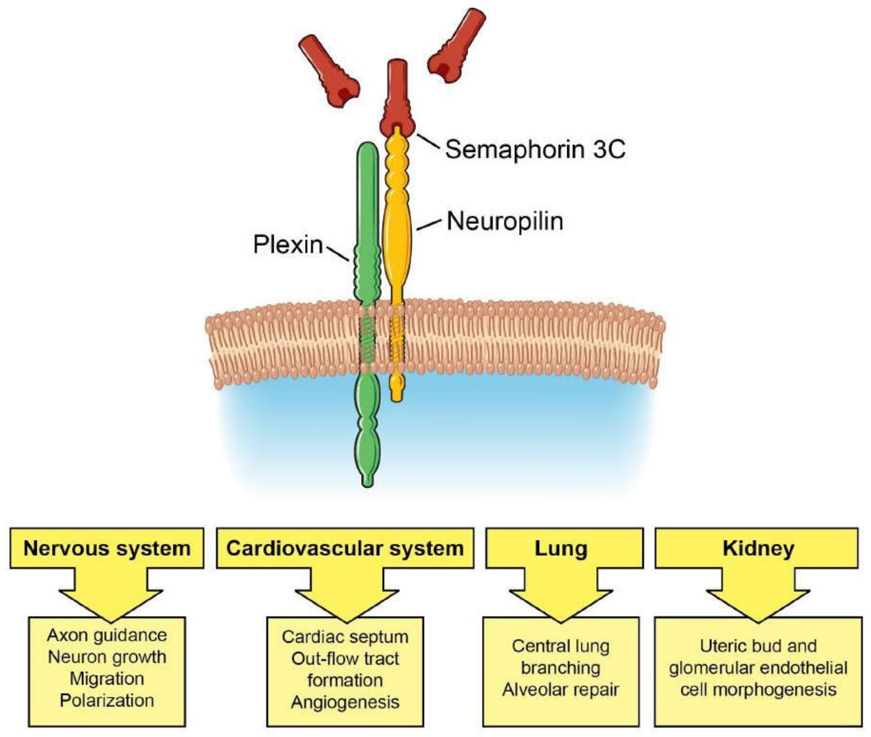 Biomedicines 06 00042 g001