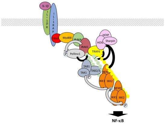 Biomedicines Free Full Text The Many Roles Of Ubiquitin In Nf Kb Signaling Html