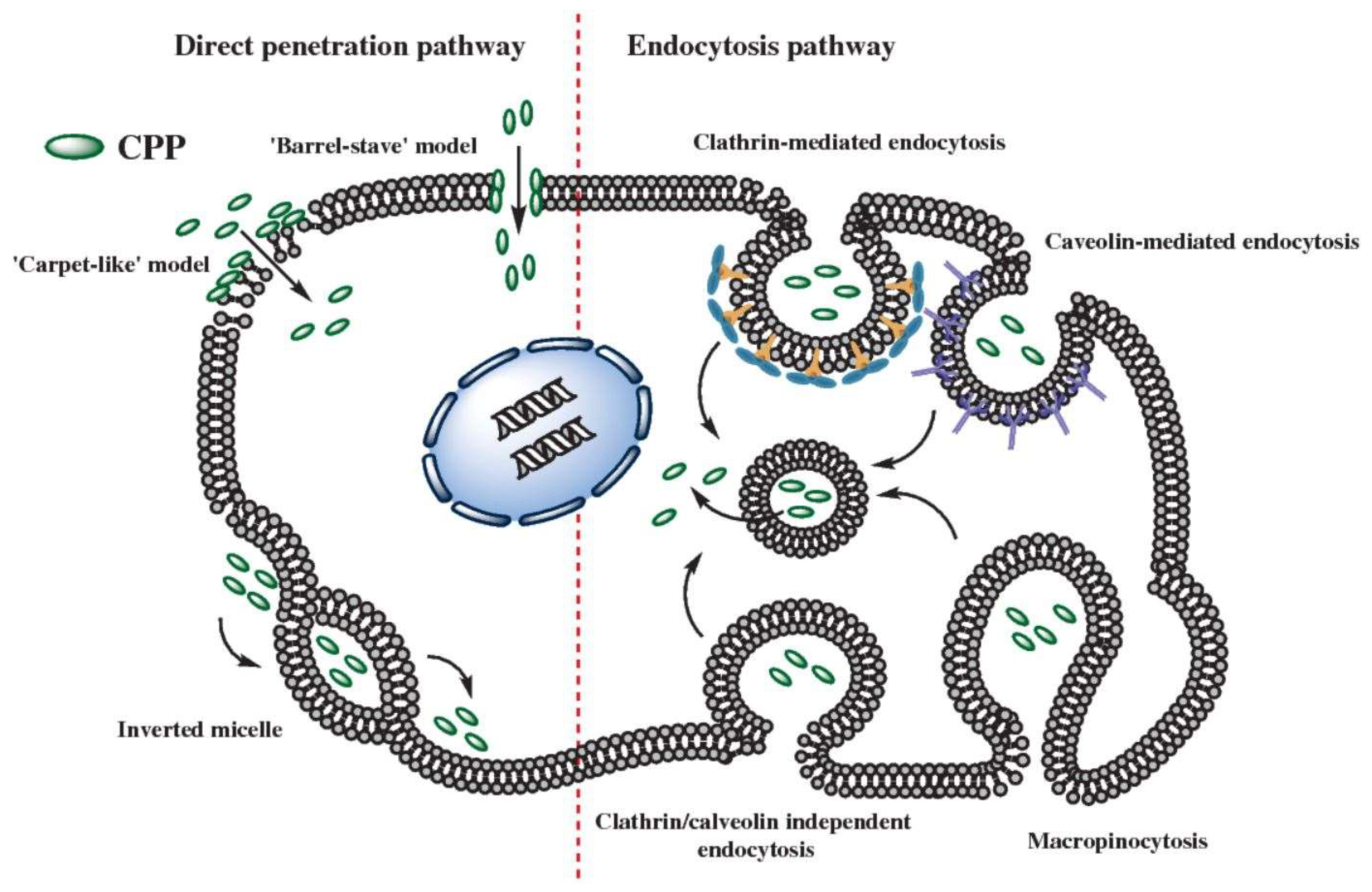 Biomedicines 06 00051 g002