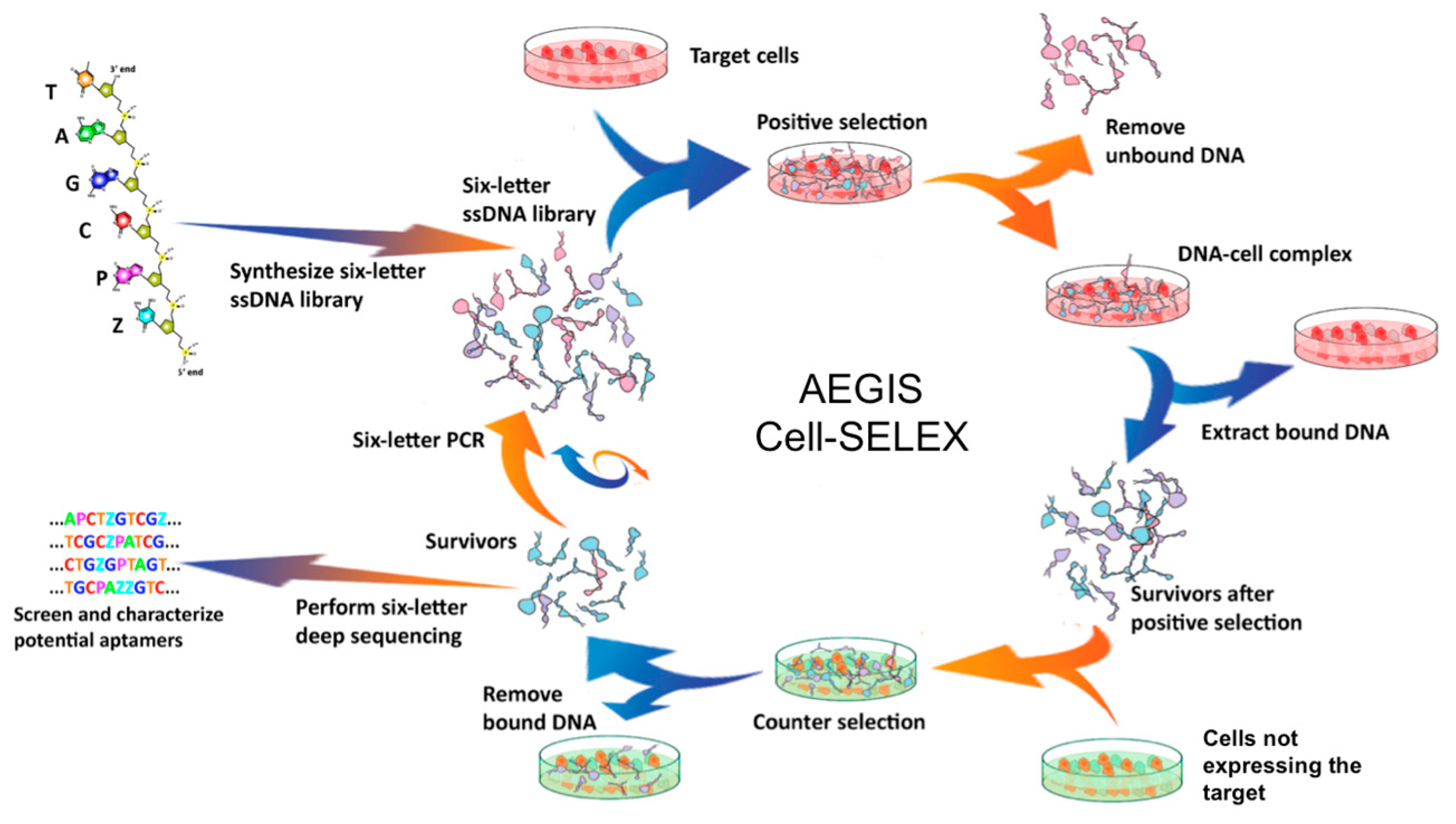 Biomedicines 06 00053 g003