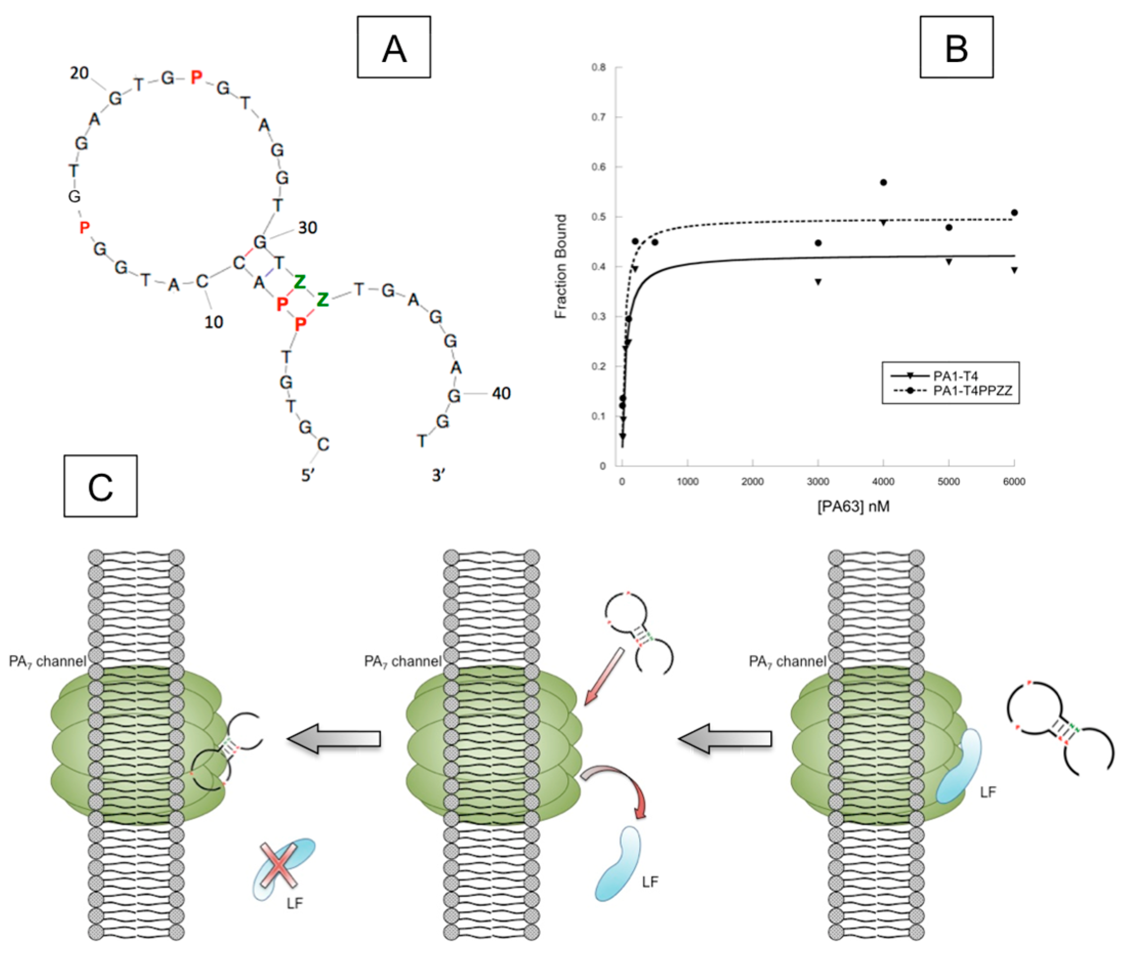 Biomedicines 06 00053 g005
